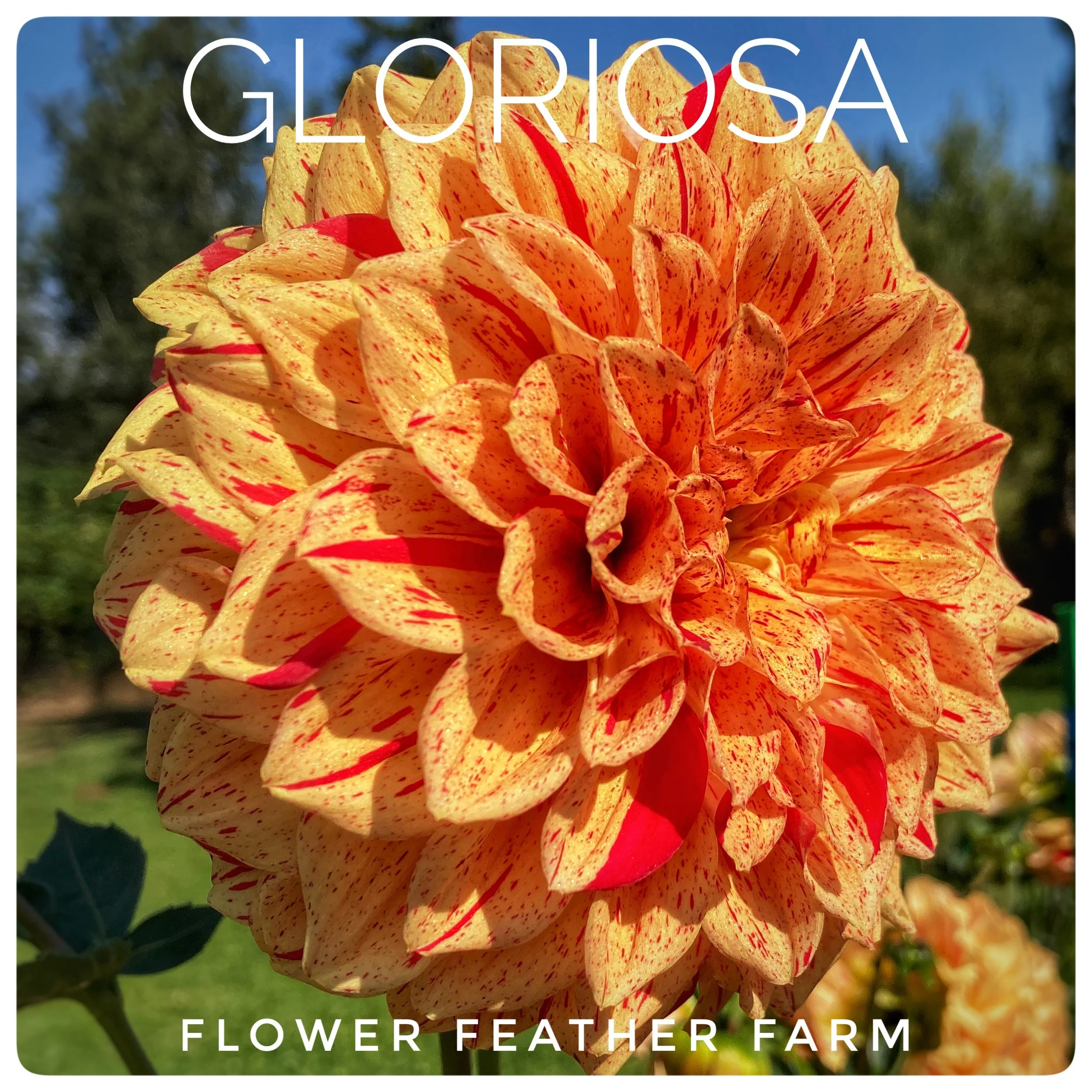Motto Dahlias at Flower Feather Farm, chicks & dahlias — Flower Feather