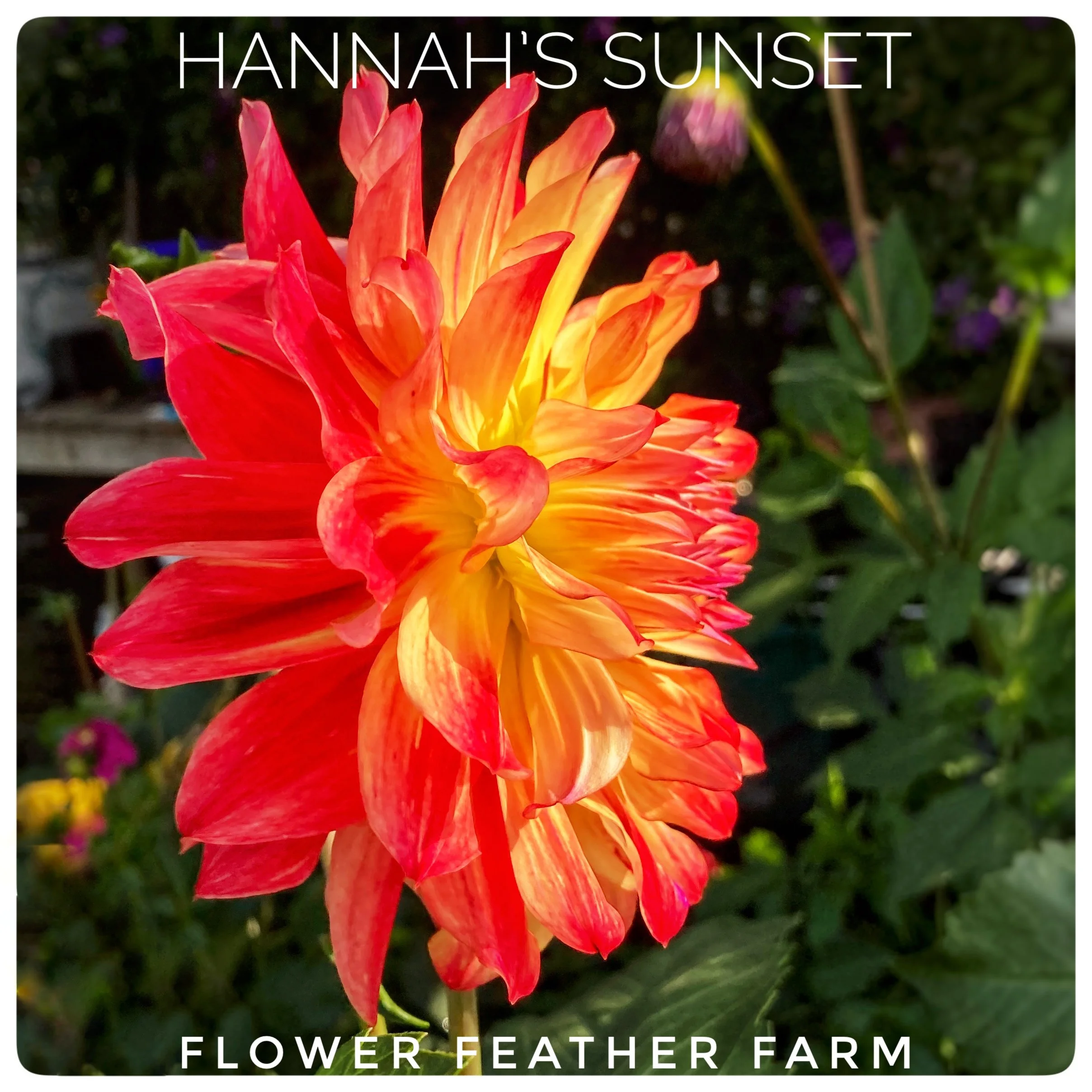 Hannah's Sunset Dahlia Tubers at Flower Feather Farm, Specialty Chicks