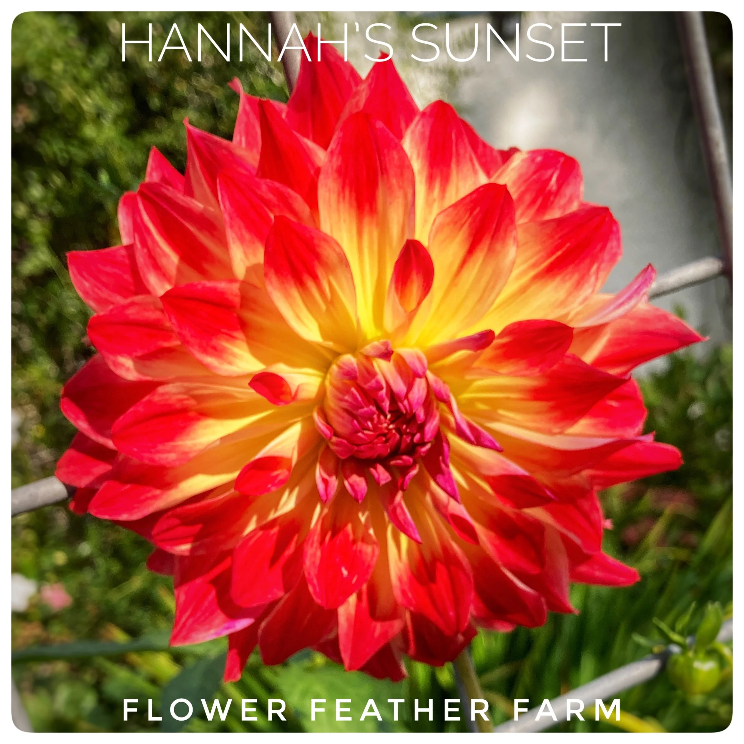 Hannah's Sunset Dahlia Tubers at Flower Feather Farm, Specialty Chicks