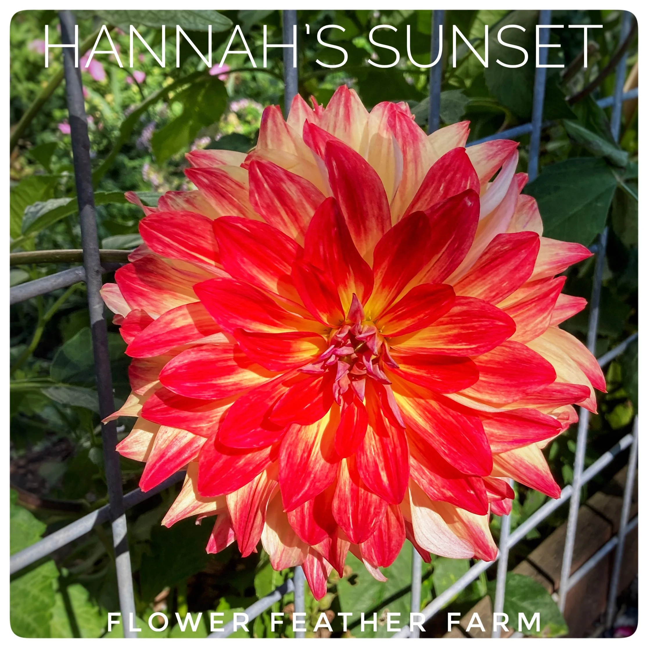 Hannah's Sunset Dahlia Tubers at Flower Feather Farm, Specialty Chicks