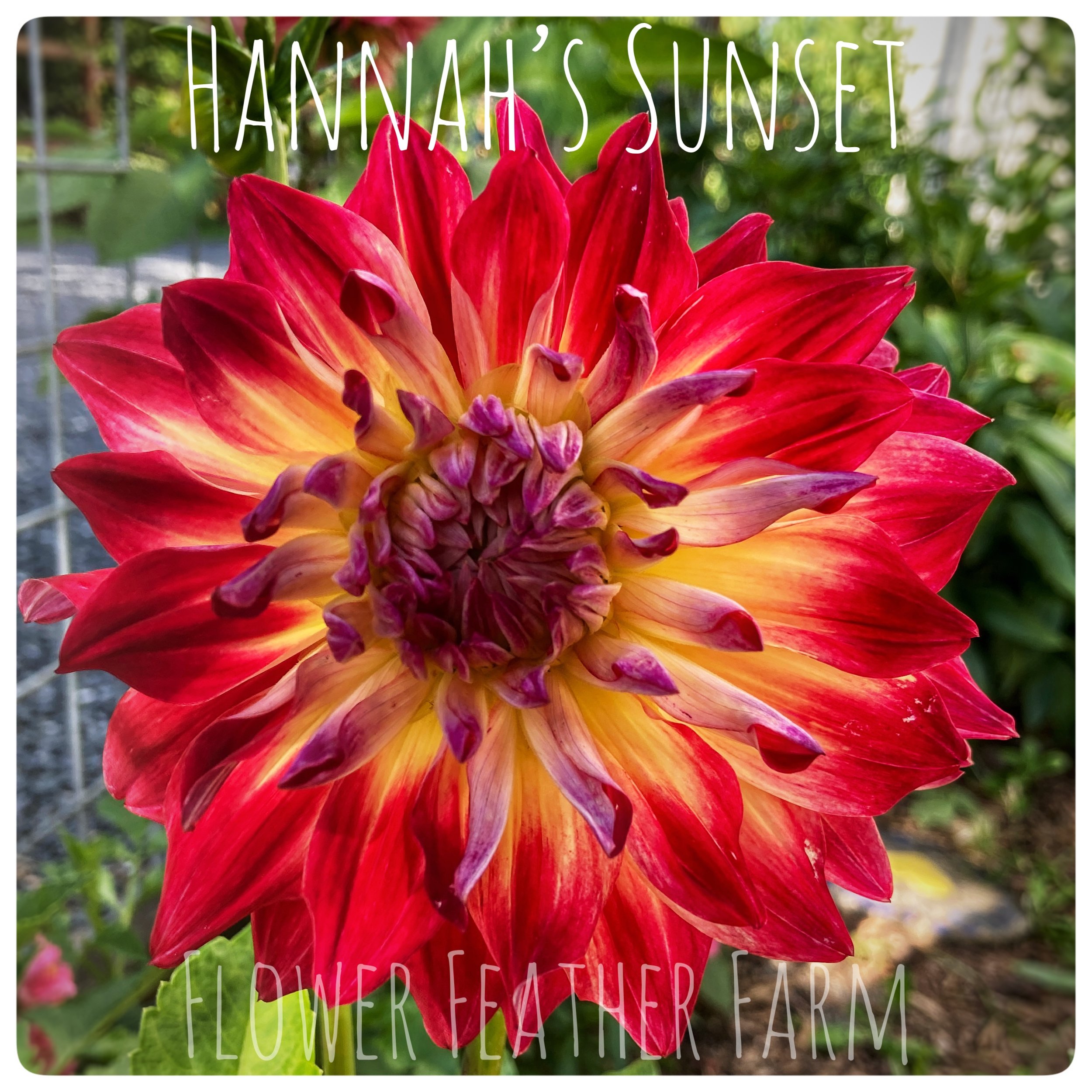 Hannah's Sunset Dahlias at Flower Feather Farm, Specialty Chicks and Dahlia Tubers, a Washington State Dahlia farm -- dahlia grower near me