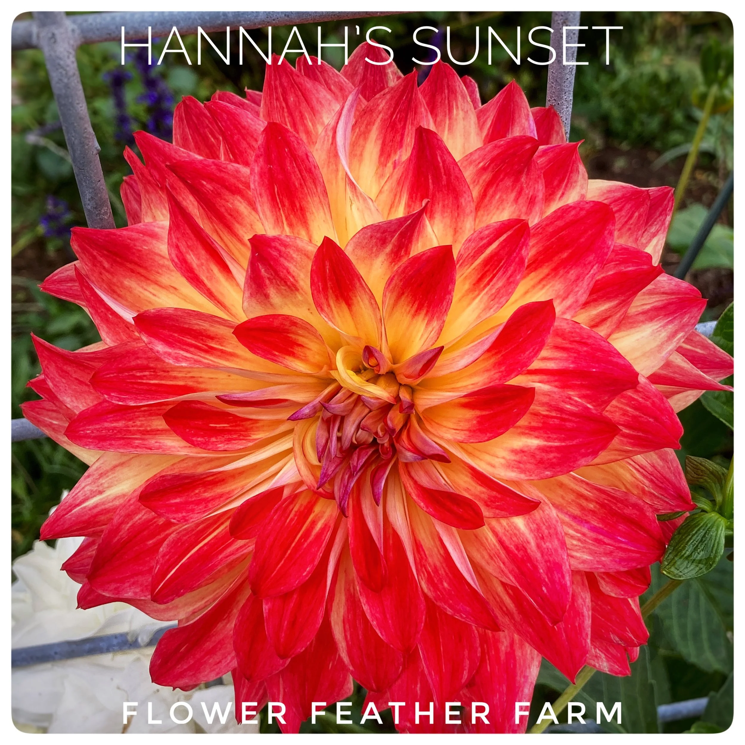 Hannah's Sunset Dahlia Tubers at Flower Feather Farm, Specialty Chicks