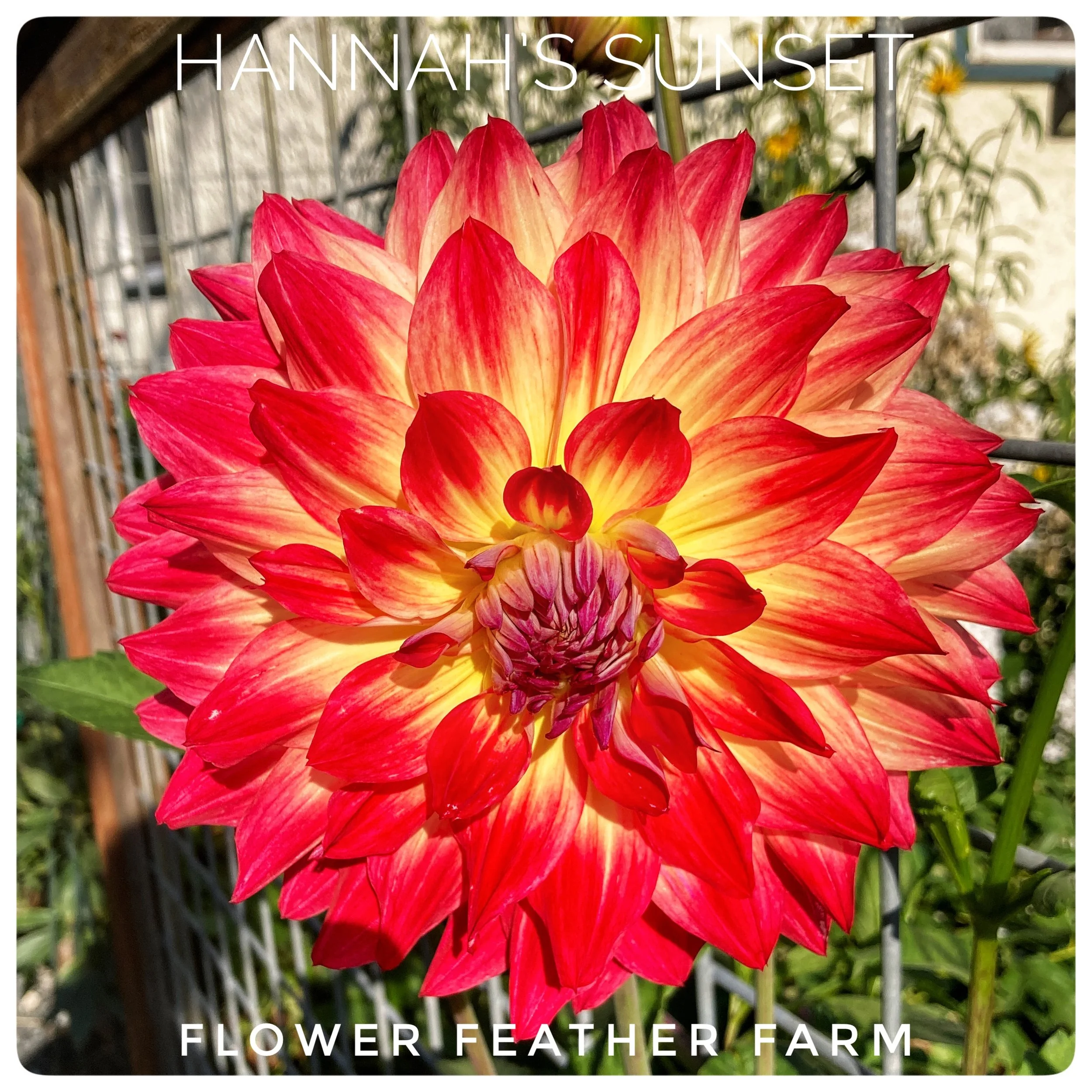 Hannah's Sunset Dahlia Tubers at Flower Feather Farm, Specialty Chicks