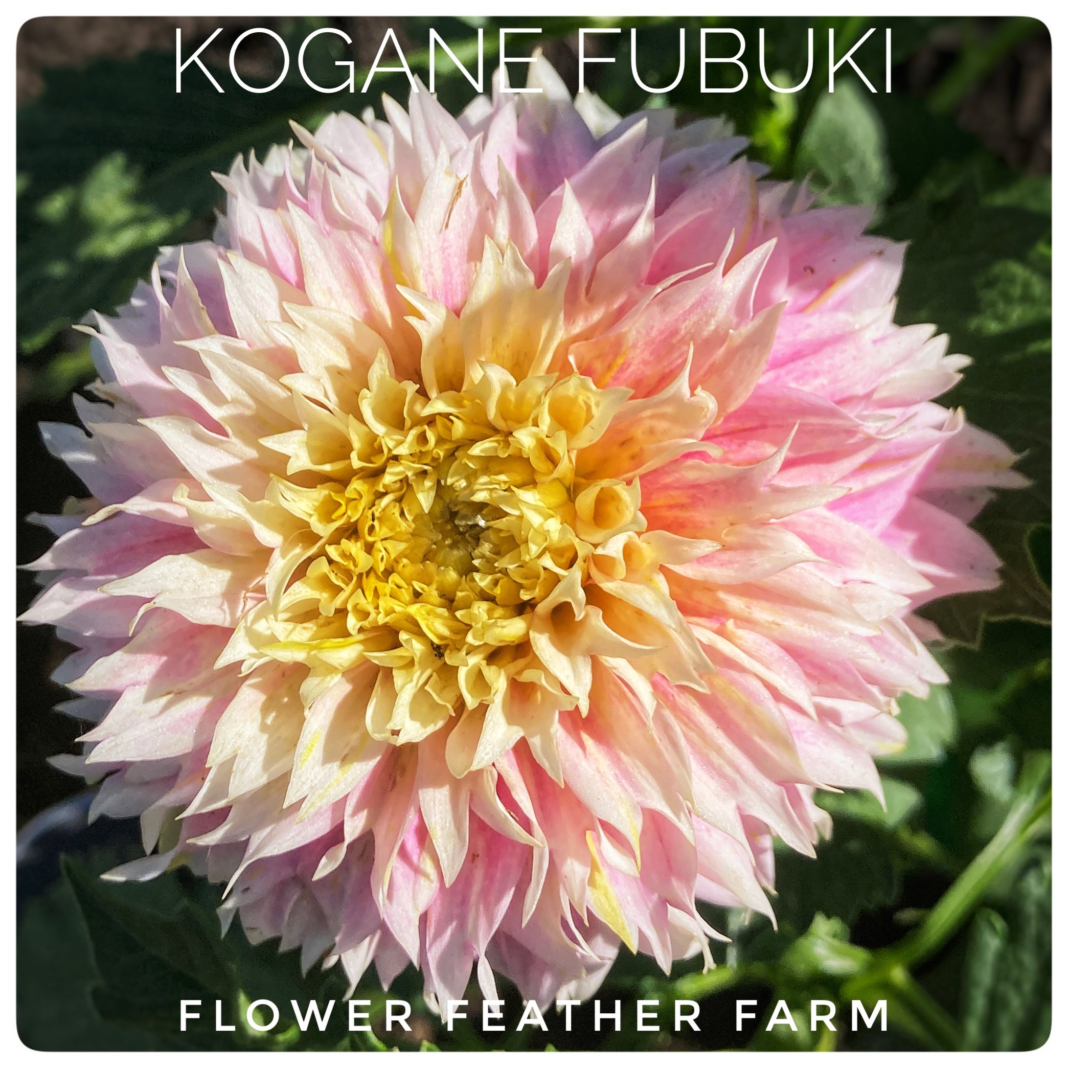 Kogane Fubuki Dahlias at Flower Feather Farm, Specialty Chicks and Dahlia Tubers, a Washington State Dahlia farm -- dahlia grower near me, dahlia farm near me, dahlias near me