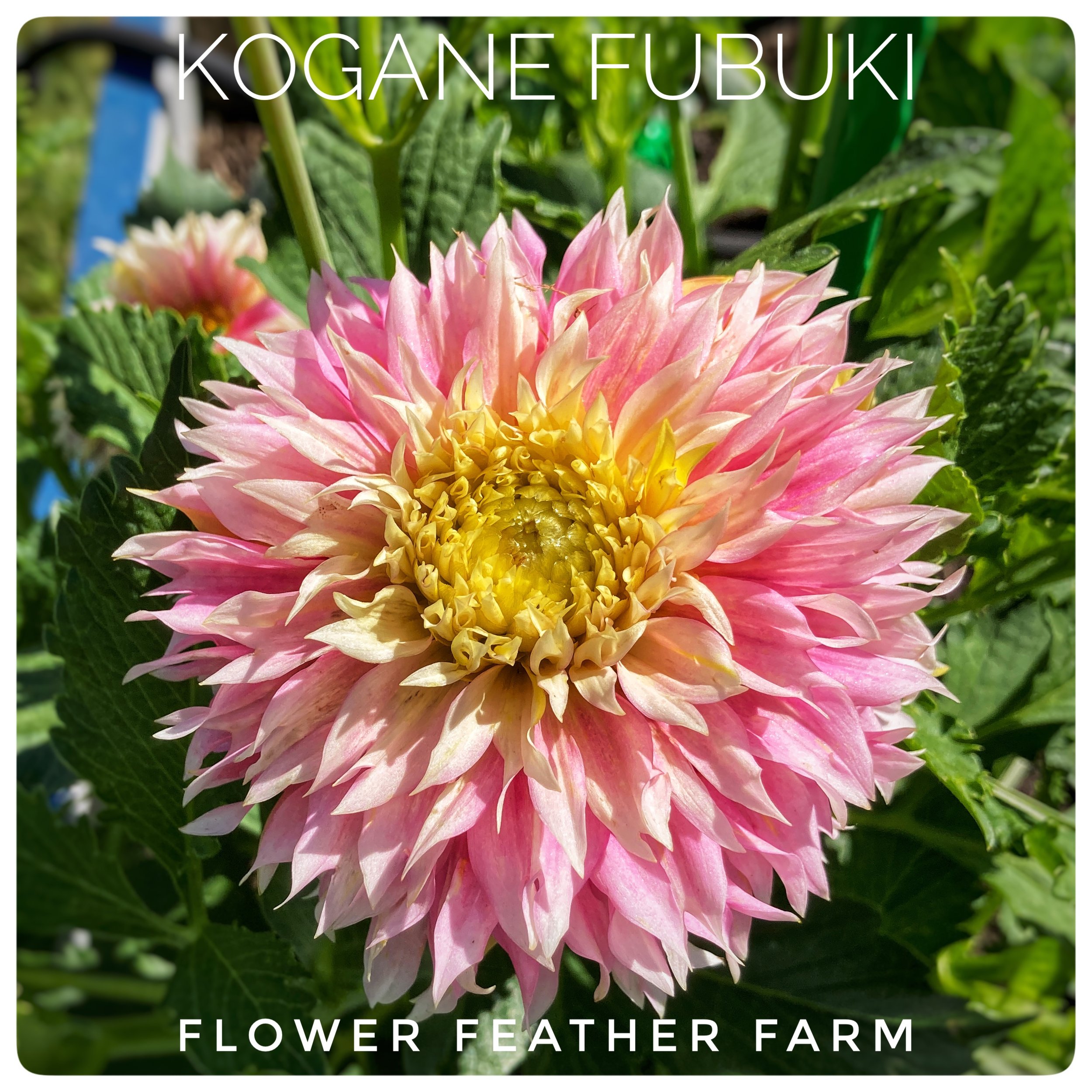 Kogane Fubuki Dahlias at Flower Feather Farm, chicks & dahlias, a Washington State Dahlia farm -- dahlia grower near me, dahlia farm near me, dahlias near me