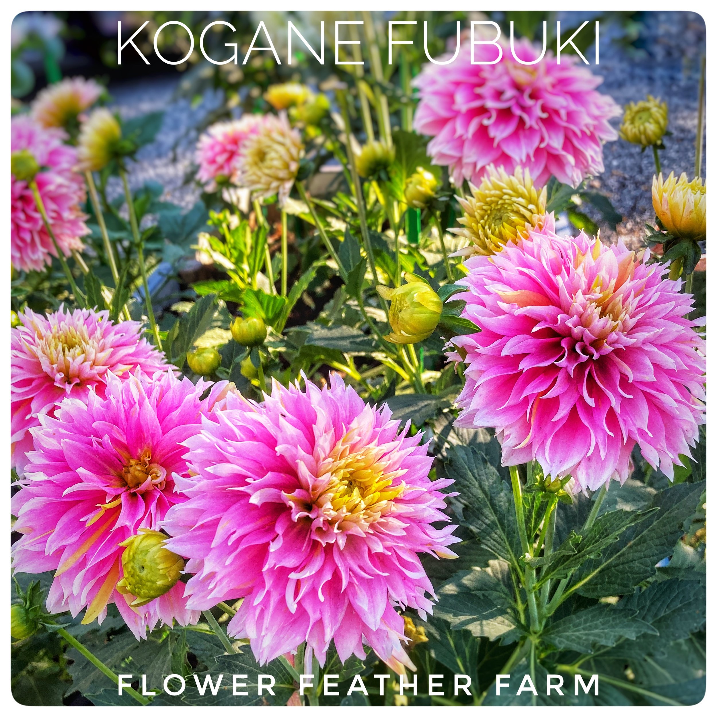 Kogane Fubuki Dahlias at Flower Feather Farm, Specialty Chicks and Dahlia Tubers, a Washington State Dahlia farm -- dahlia grower near me