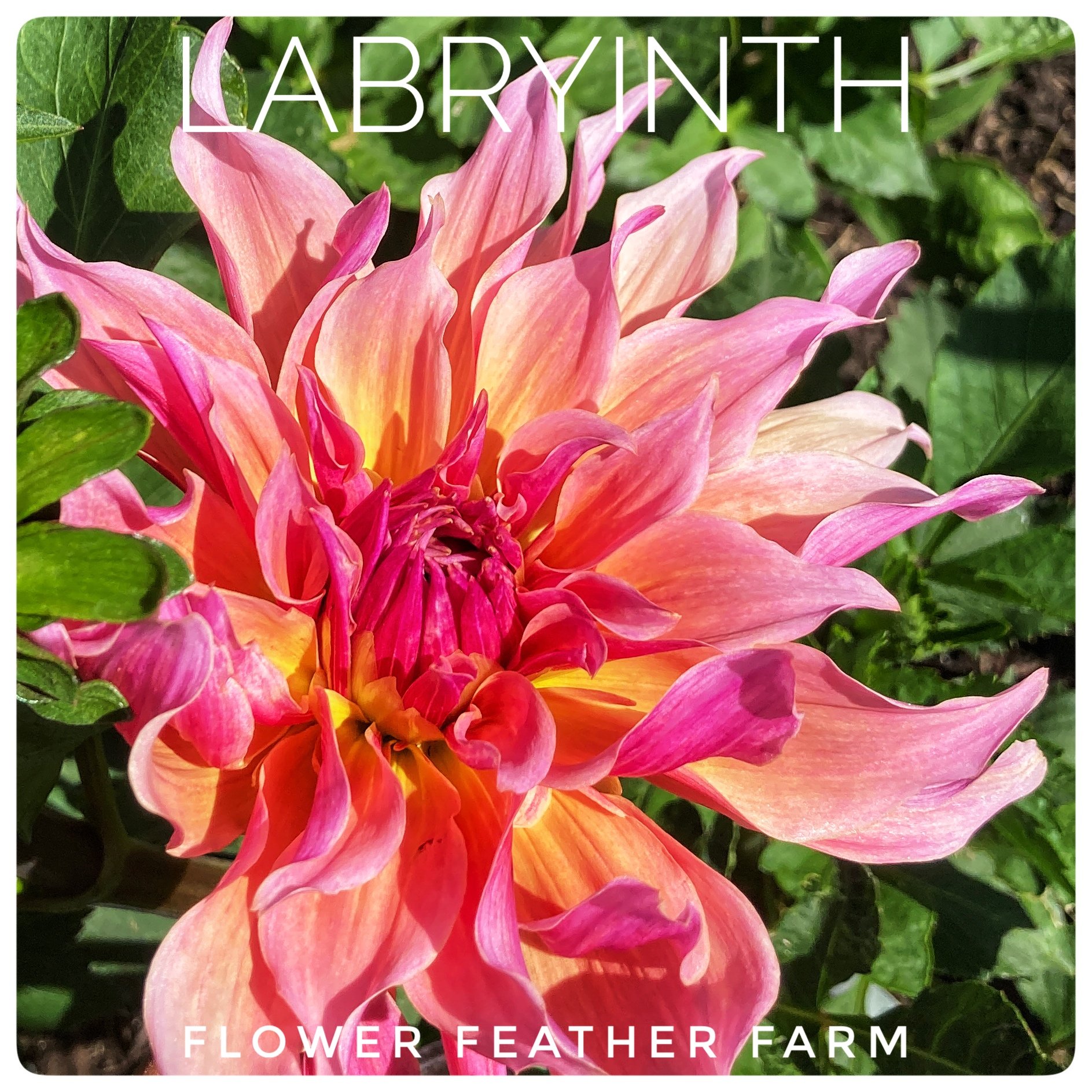 Labyrinth Dahlia at Flower Feather Farm, a dahlia farm