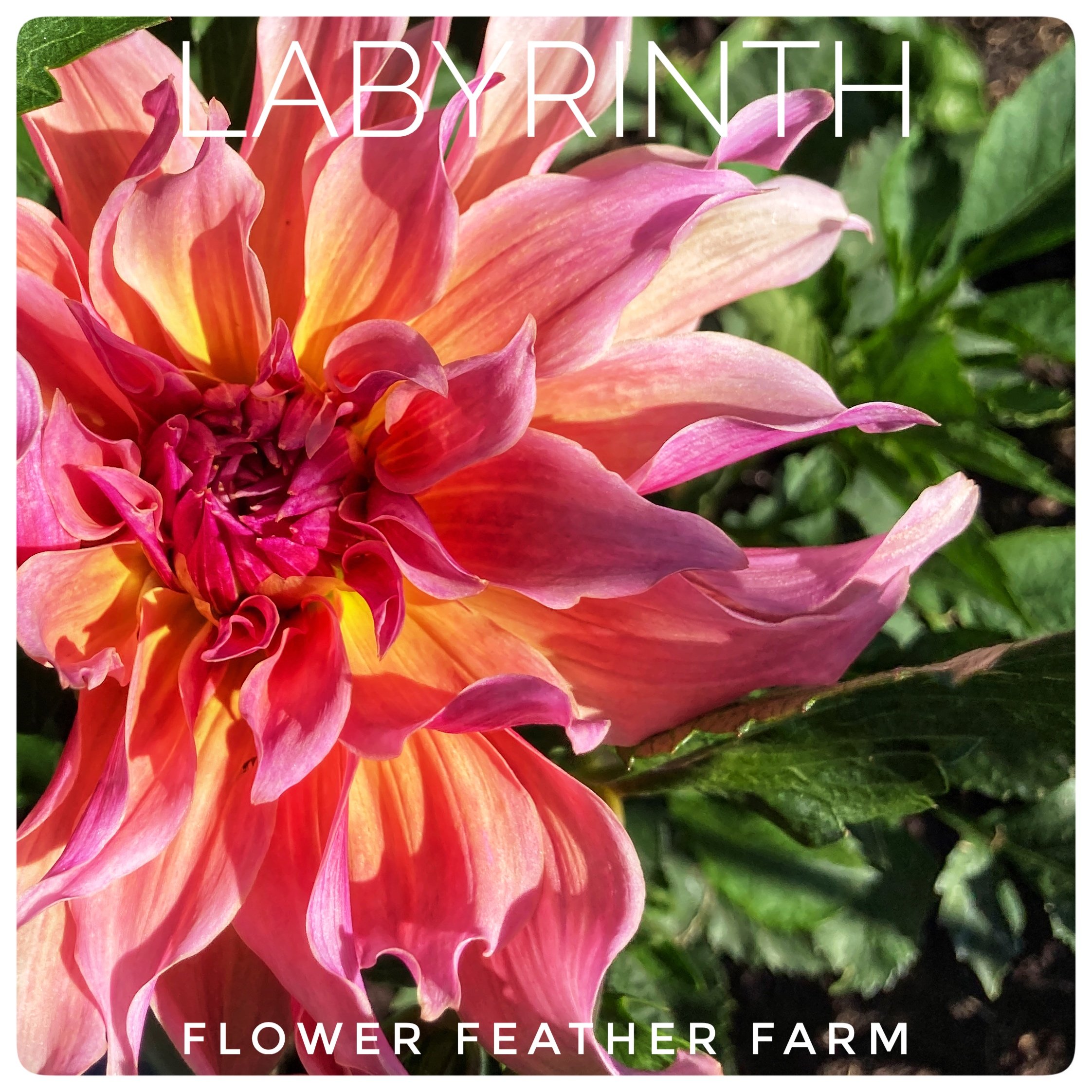 Labyrinth Dahlia at Flower Feather Farm, a dahlia farm