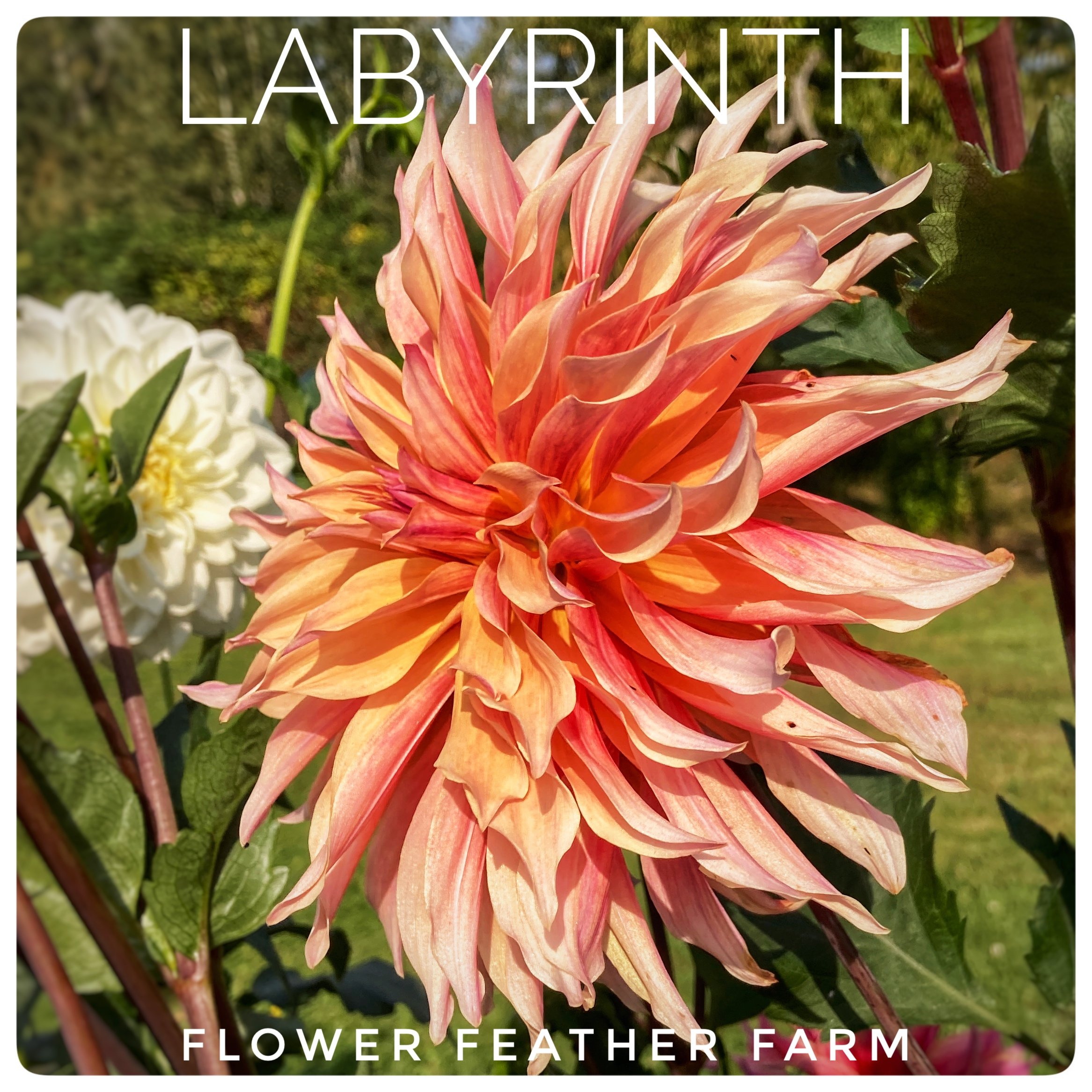 Labyrinth Dahlia at Flower Feather Farm, a dahlia farm