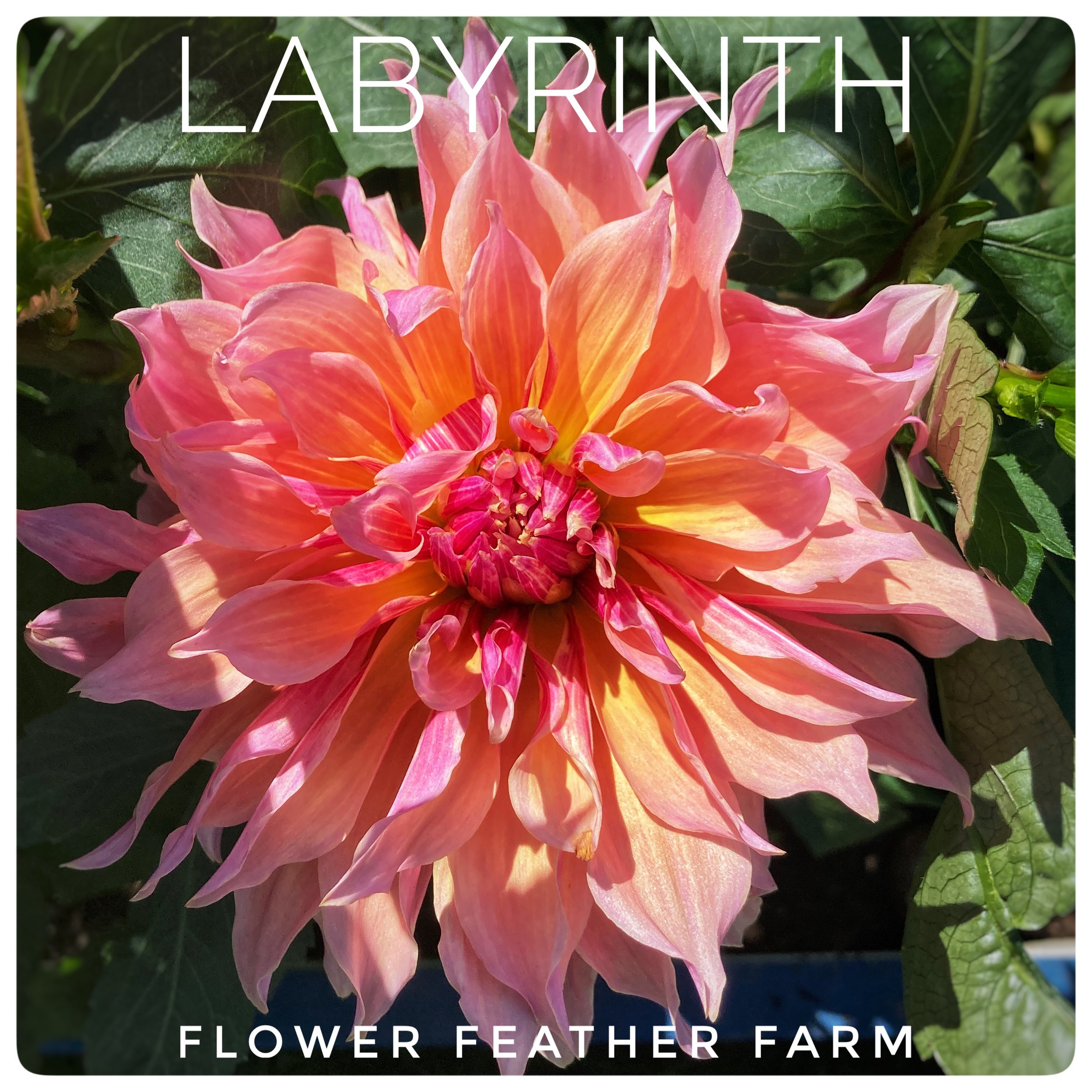 Labyrinth Dahlia at Flower Feather Farm, a dahlia farm