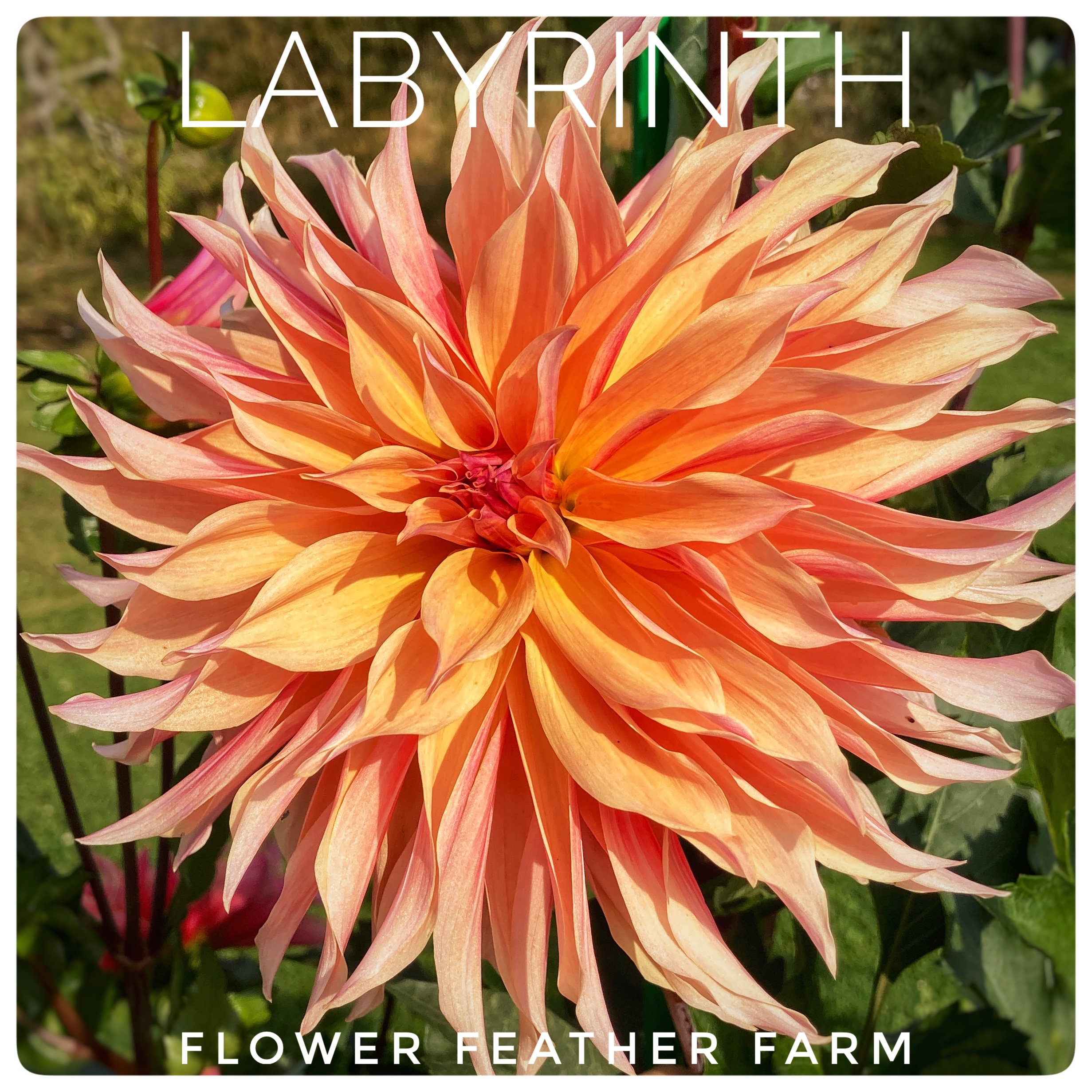 Labyrinth Dahlia at Flower Feather Farm, a dahlia farm