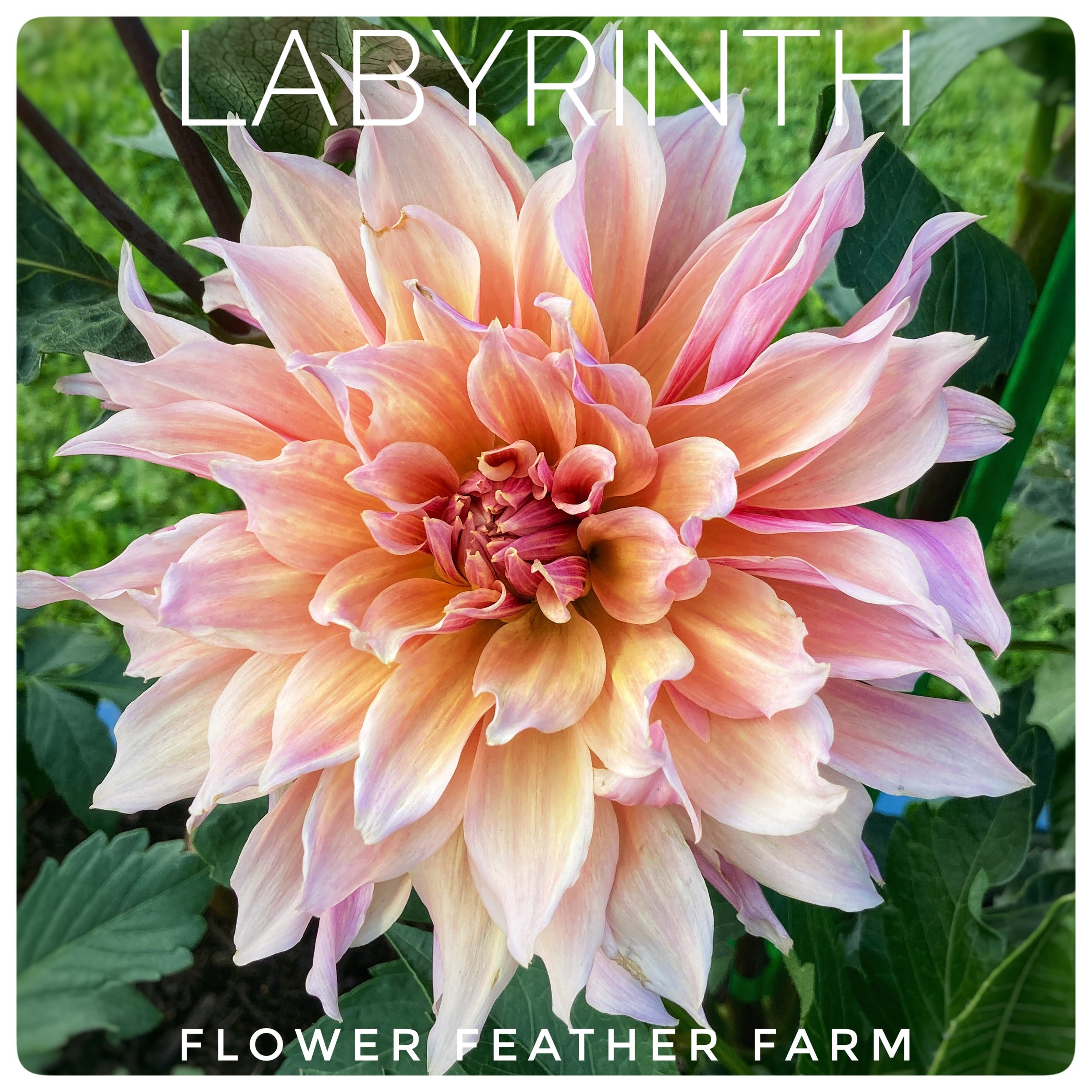 Labyrinth Dahlia at Flower Feather Farm, a dahlia farm