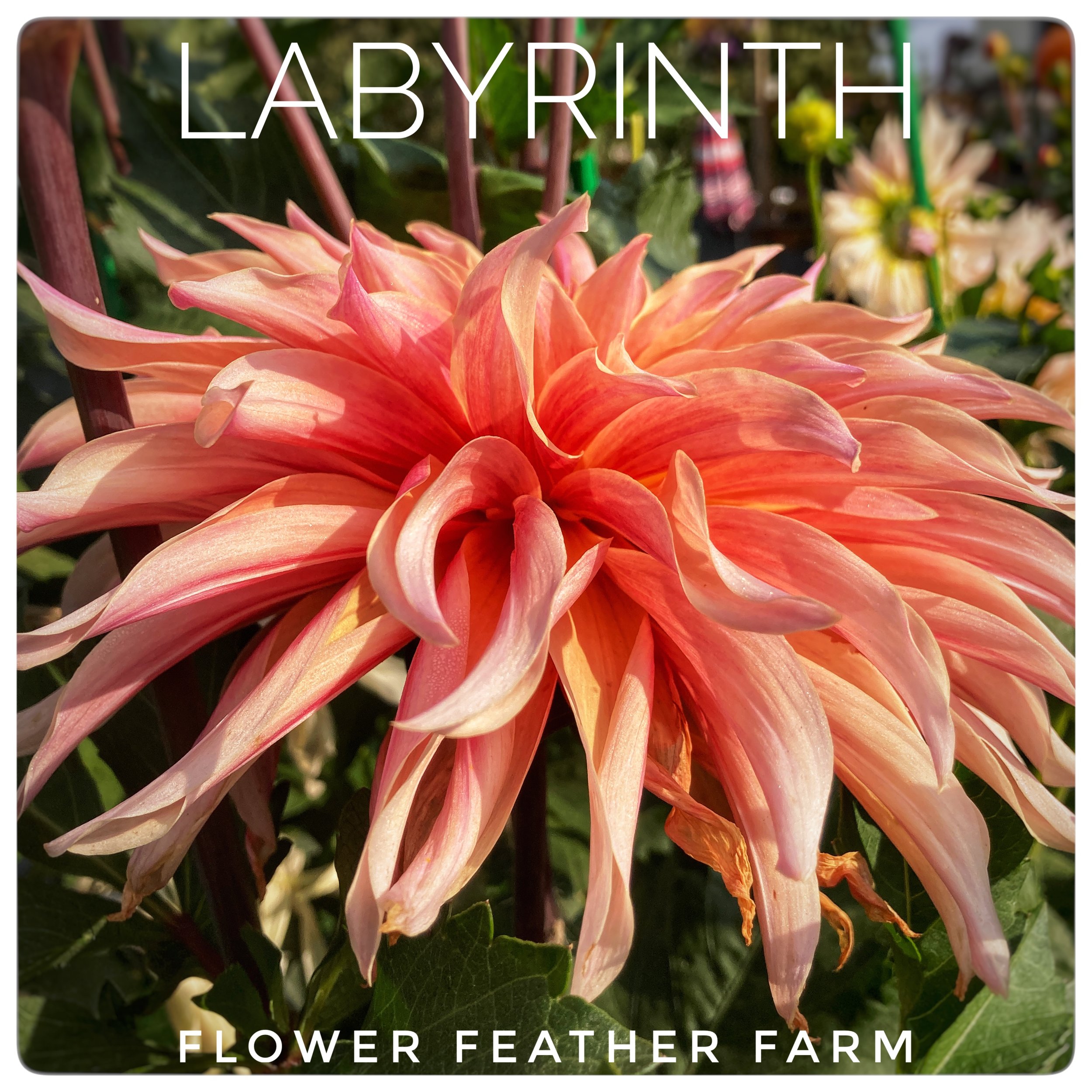 Labyrinth Dahlia at Flower Feather Farm, a dahlia farm