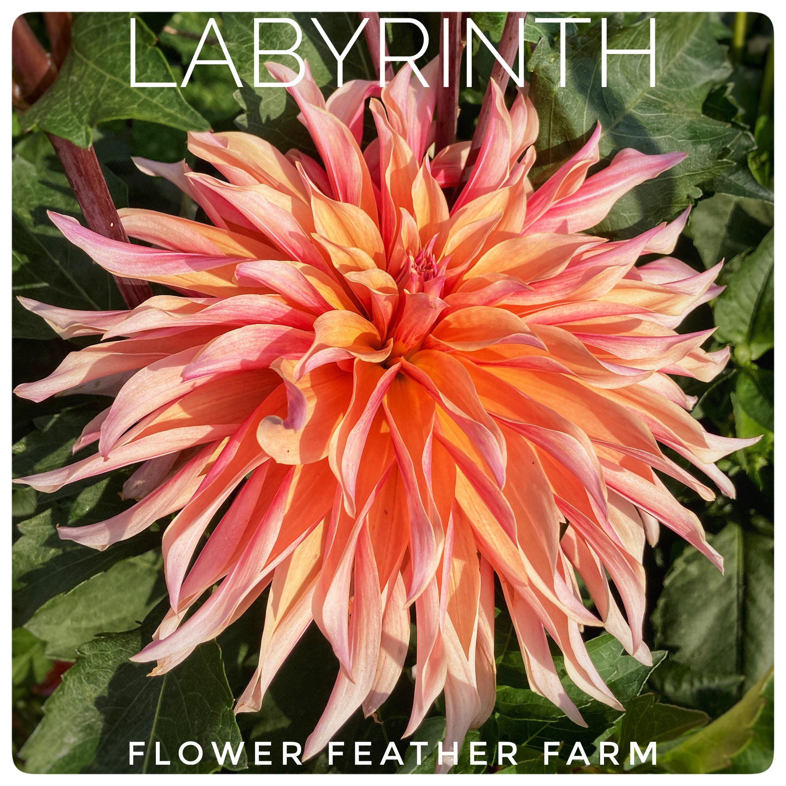 Labyrinth Dahlia at Flower Feather Farm, a dahlia farm