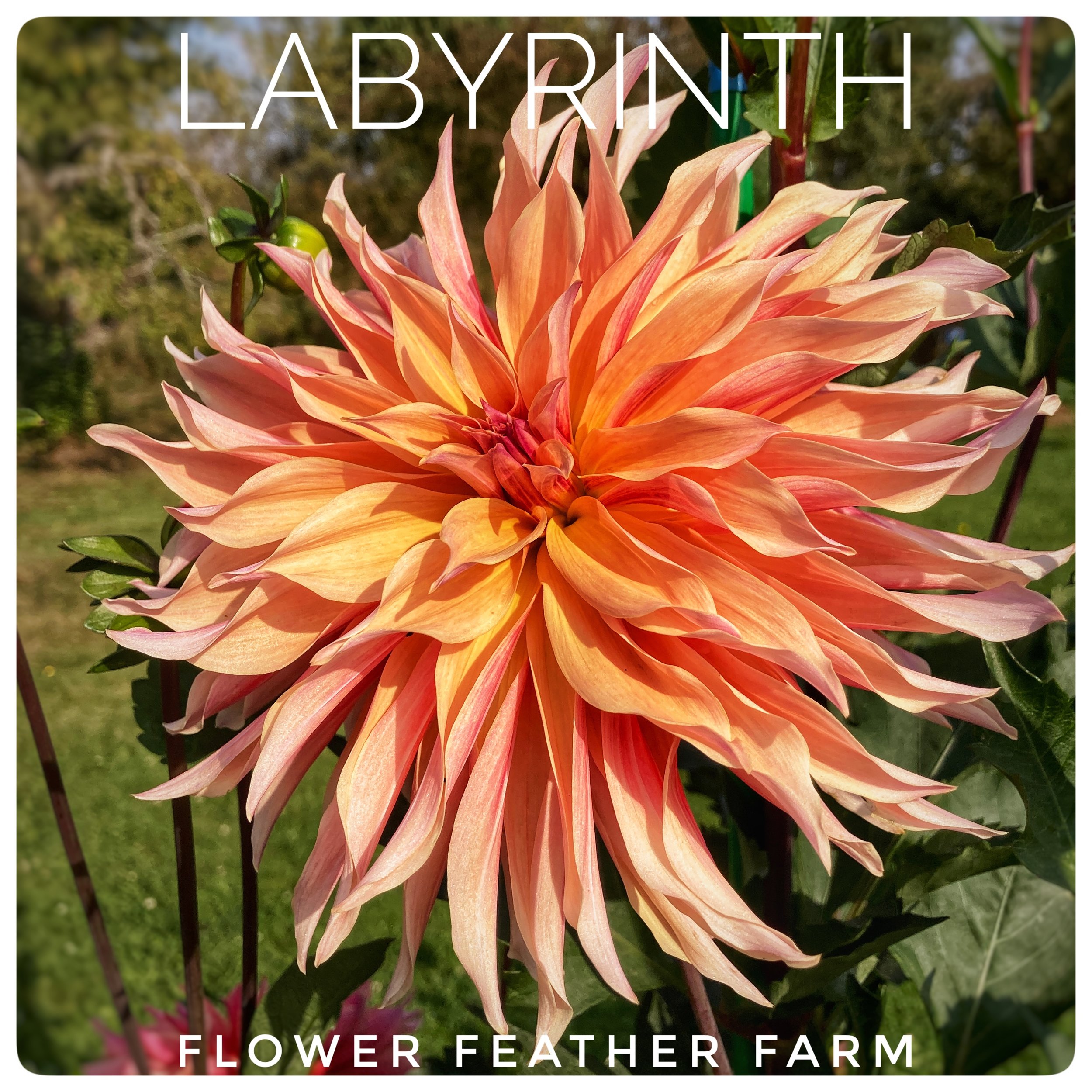 Labyrinth Dahlia at Flower Feather Farm, a dahlia farm