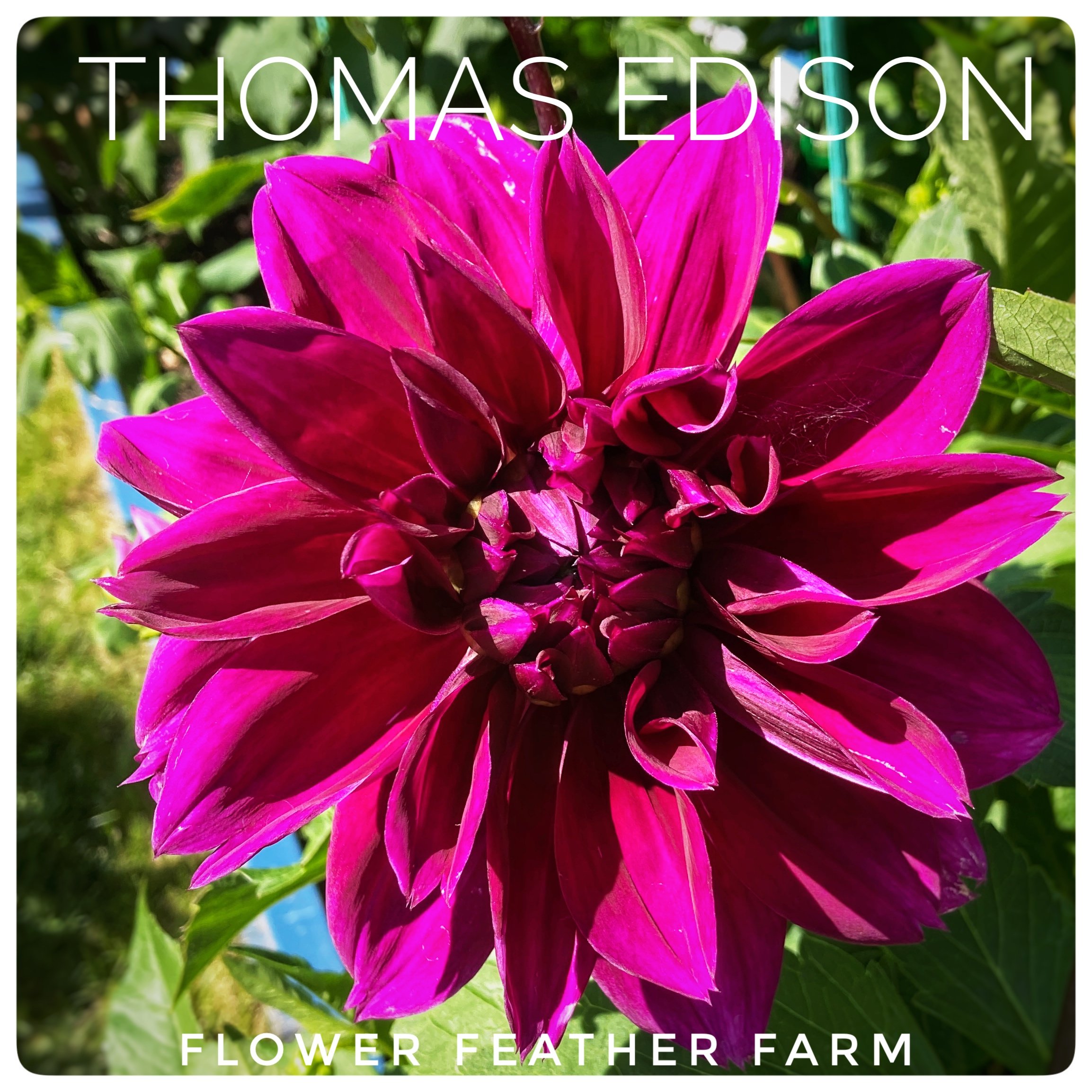 Thomas Edison Dahlias at Flower Feather Farm, Specialty Chicks and Dahlia Tubers, a Washington State Dahlia farm -- dahlia grower near me