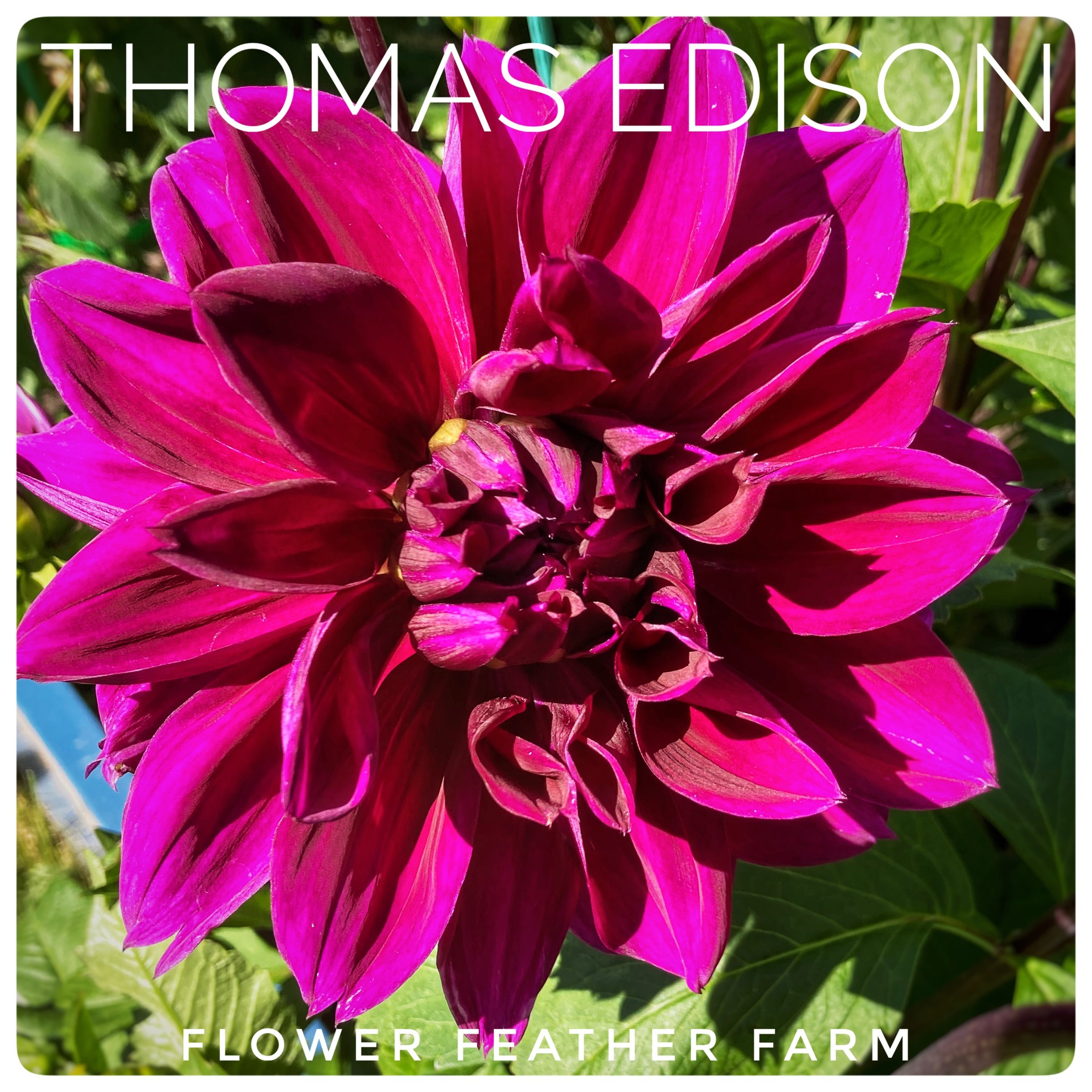 Thomas Edison Dahlias at Flower Feather Farm, Specialty Chicks and Dahlia Tubers, a Washington State Dahlia farm -- dahlia grower near me