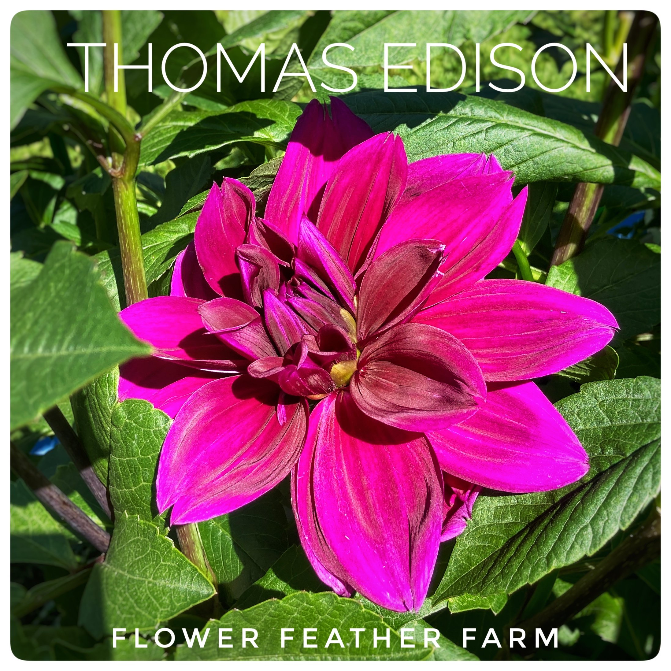 Thomas Edison Dahlias at Flower Feather Farm, Specialty Chicks and Dahlia Tubers, a Washington State Dahlia farm -- dahlia grower near me