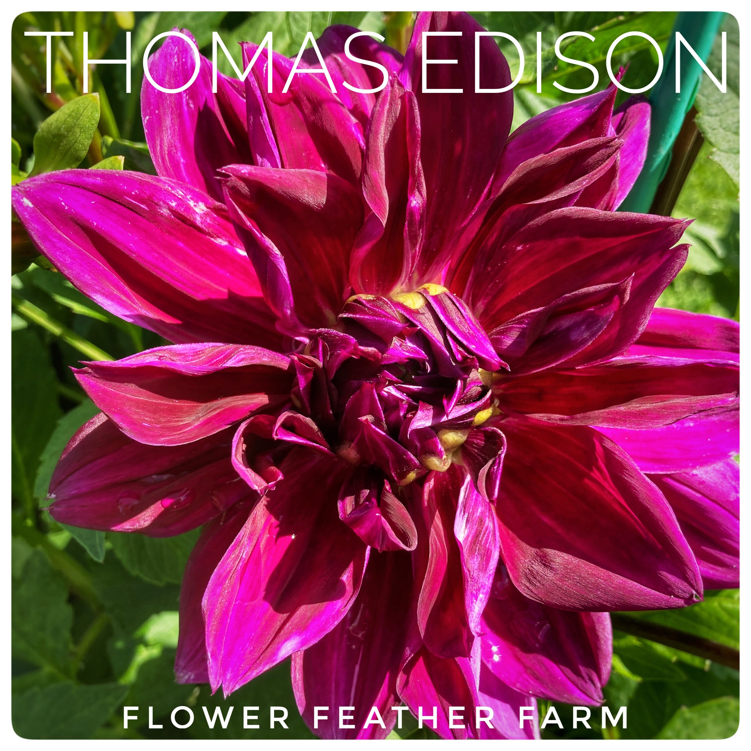 Thomas Edison Dahlias at Flower Feather Farm, Specialty Chicks and Dahlia Tubers, a Washington State Dahlia farm -- dahlia grower near me