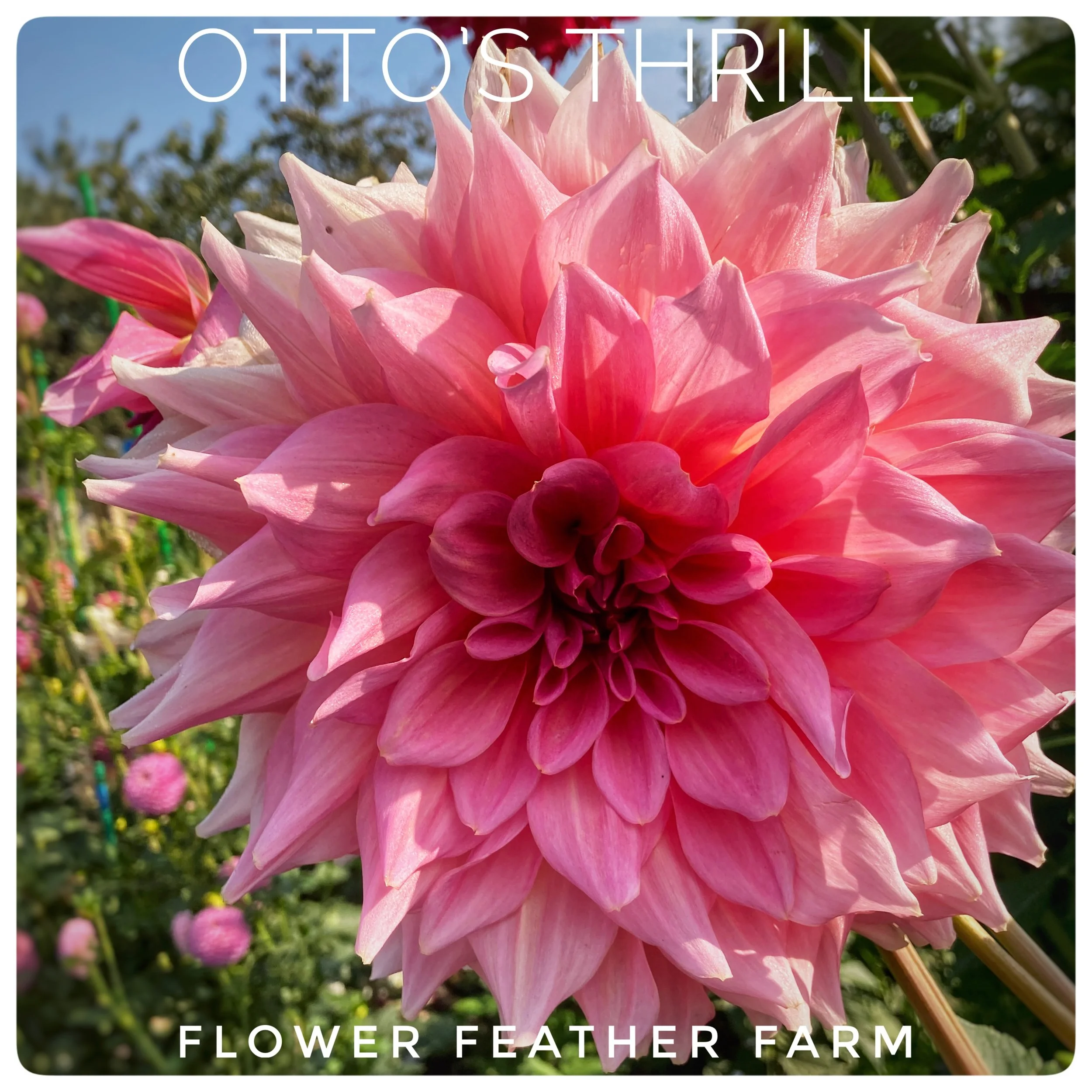 Otto's Thrill Dahlias at Flower Feather Farm, Specialty Chicks and