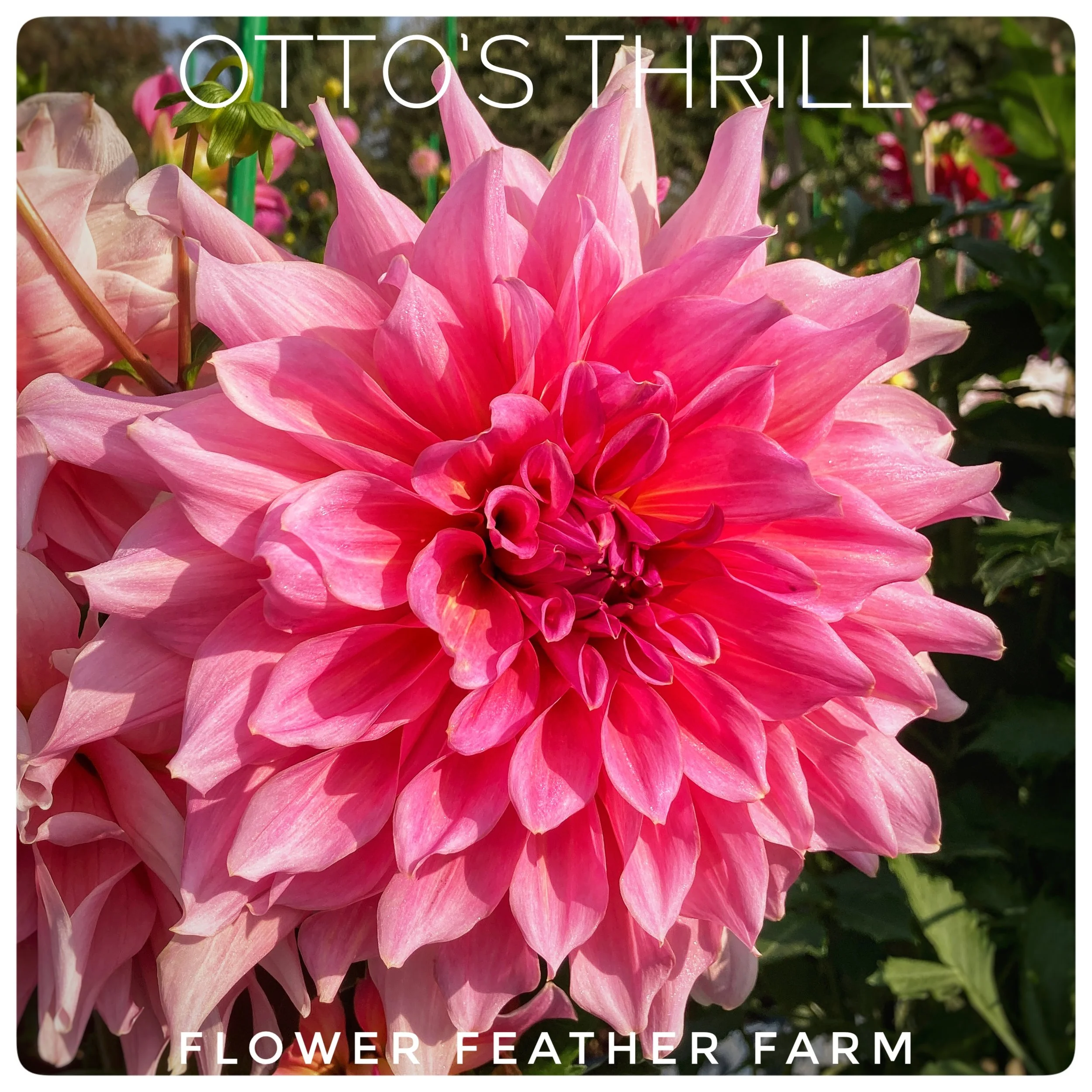 Otto's Thrill Dahlias at Flower Feather Farm, Specialty Chicks and Dahlia Tubers, a Washington State Dahlia farm -- dahlia grower near me