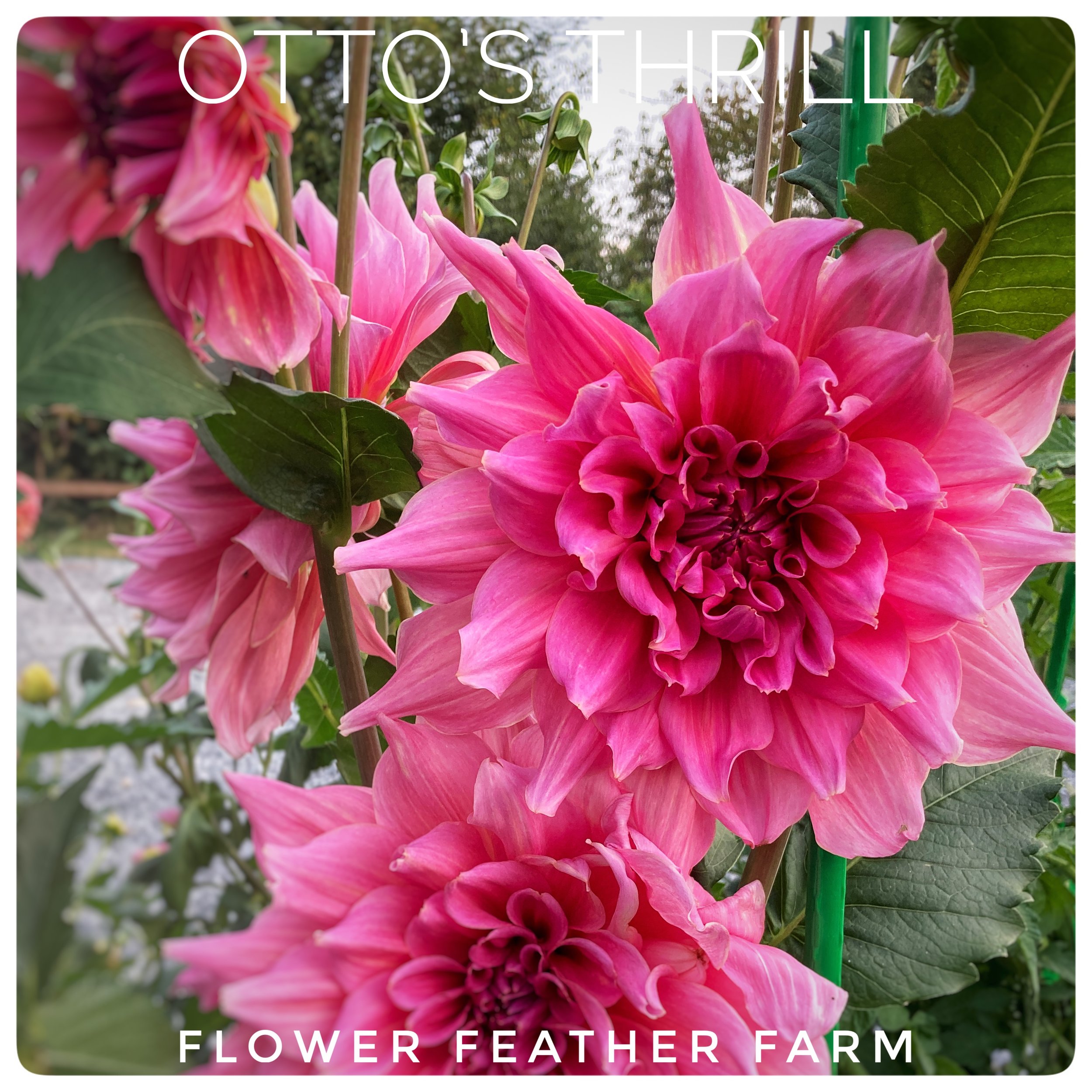 Otto's Thrill Dahlias at Flower Feather Farm, Specialty Chicks and Dahlia Tubers, a Washington State Dahlia farm -- dahlia grower near me