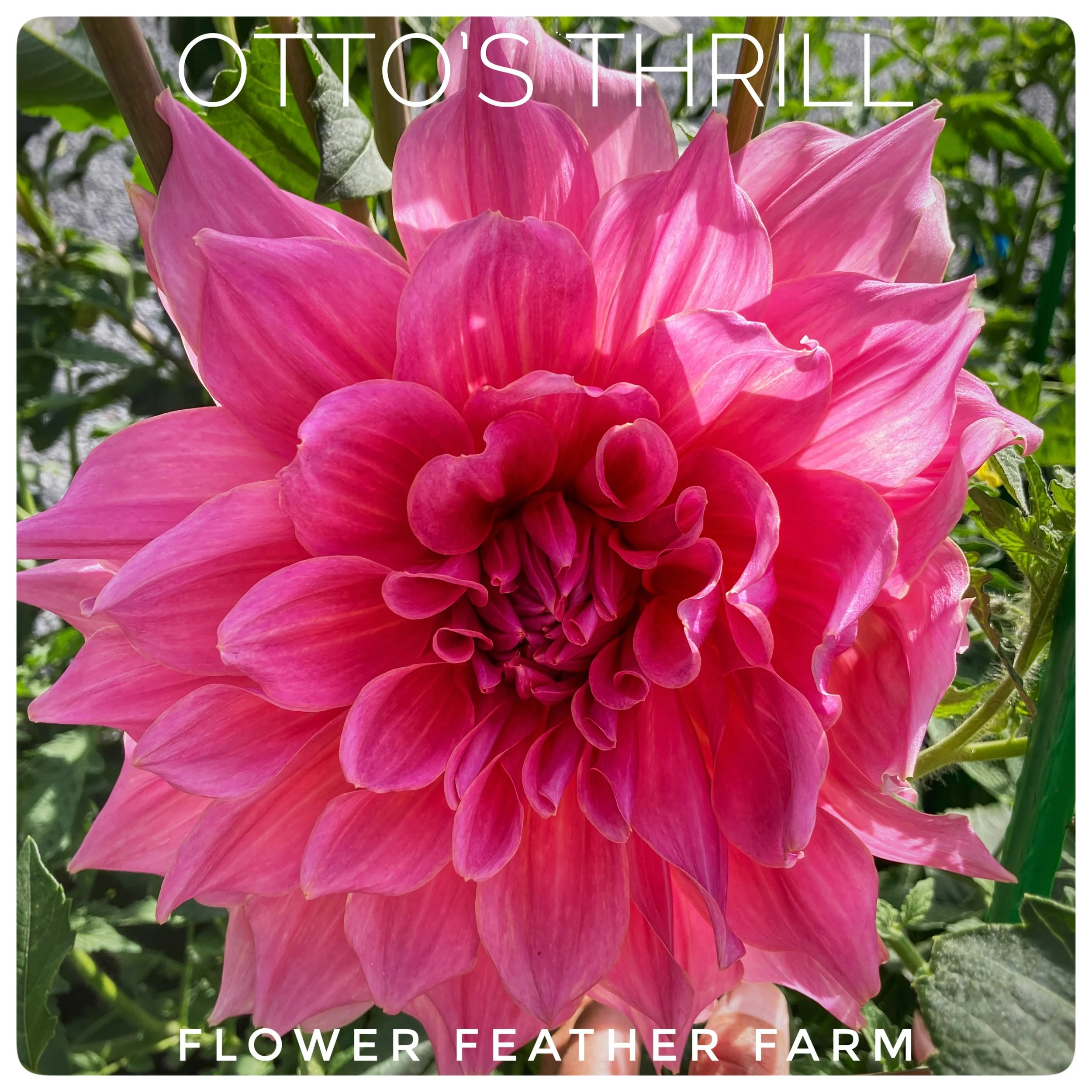 Otto's Thrill Dahlias at Flower Feather Farm, Specialty Chicks and