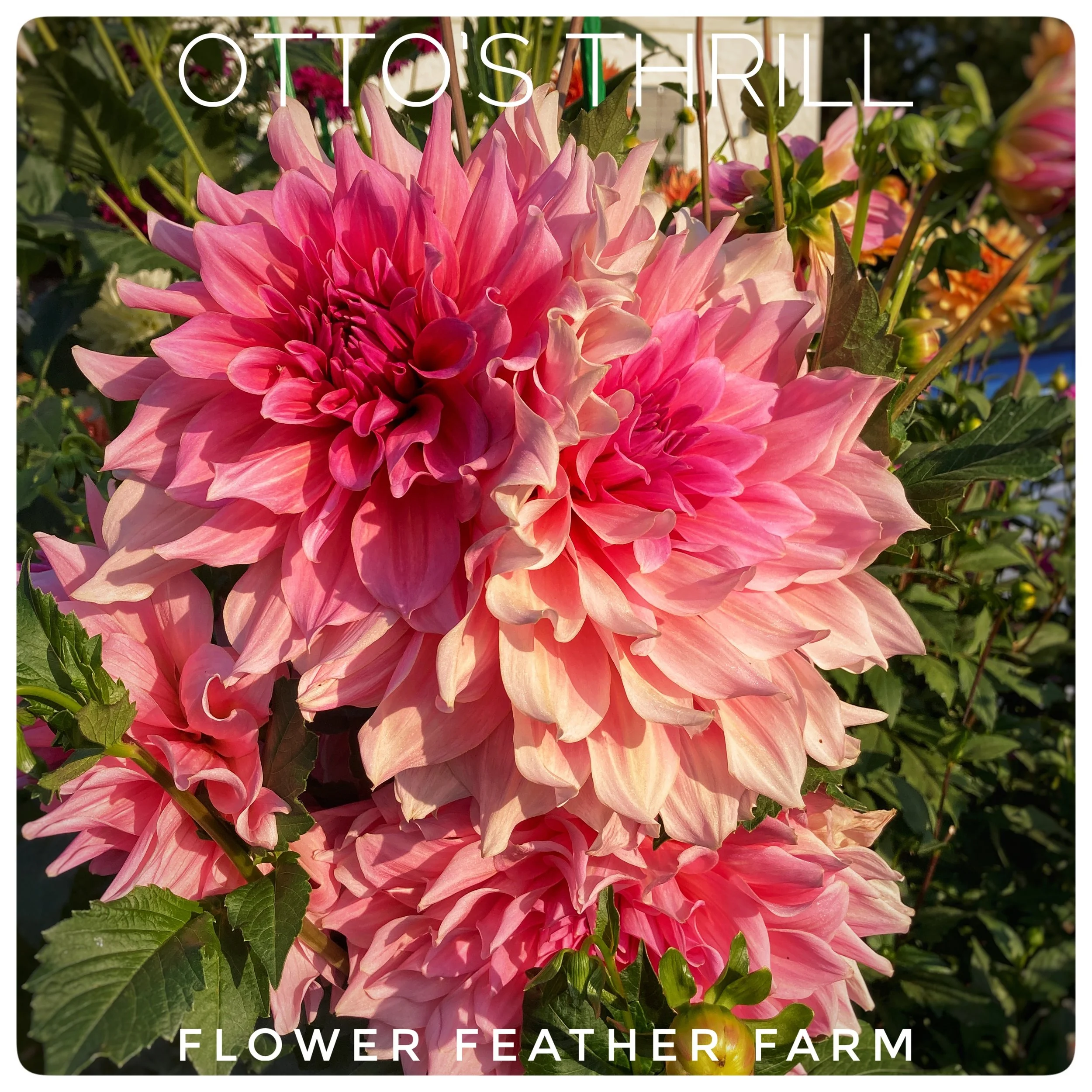 Otto's Thrill Dahlias at Flower Feather Farm, Specialty Chicks and Dahlia Tubers, a Washington State Dahlia farm -- dahlia grower near me
