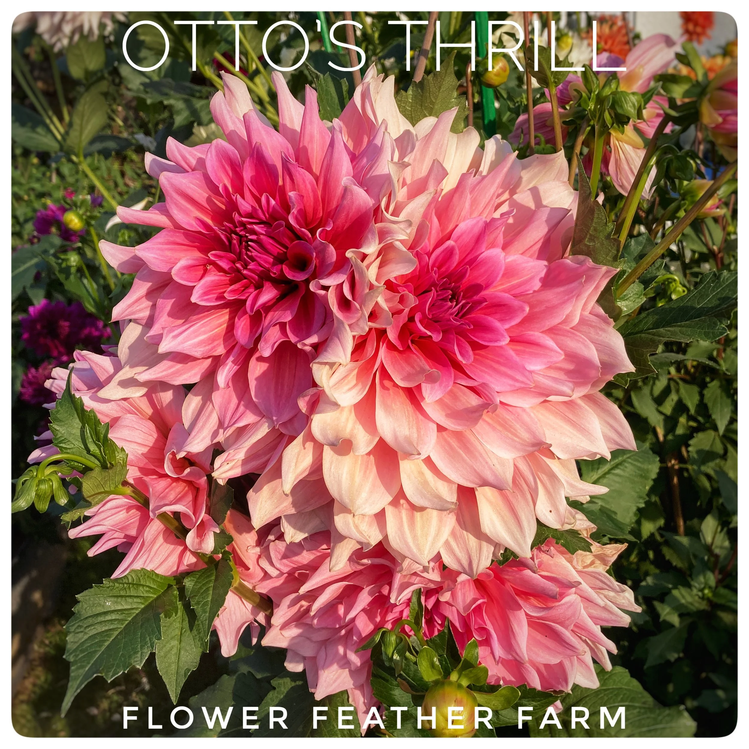 Otto's Thrill Dahlias at Flower Feather Farm, Specialty Chicks and Dahlia Tubers, a Washington State Dahlia farm -- dahlia grower near me