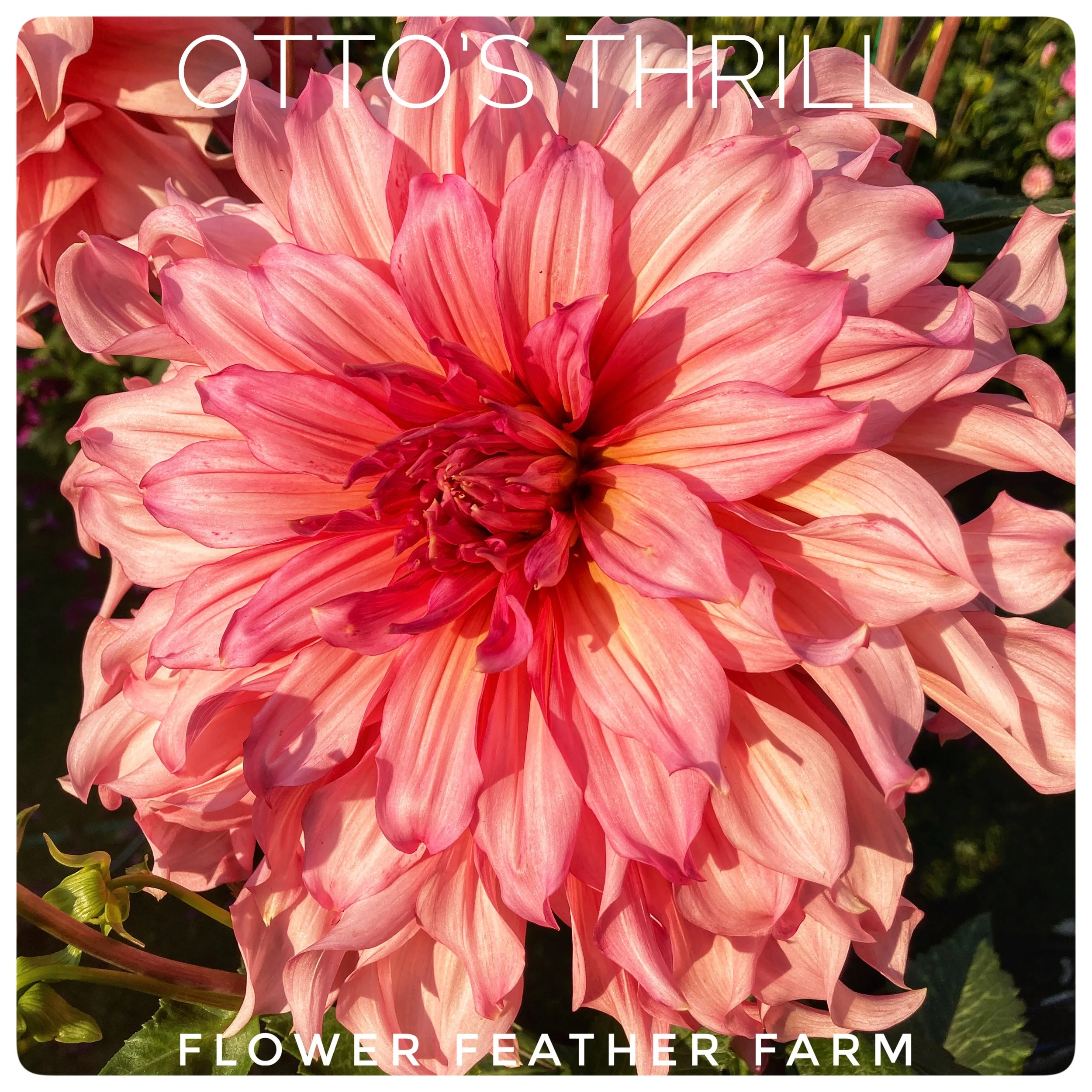 Otto's Thrill Dahlias at Flower Feather Farm, Specialty Chicks and Dahlia Tubers, a Washington State Dahlia farm -- dahlia grower near me