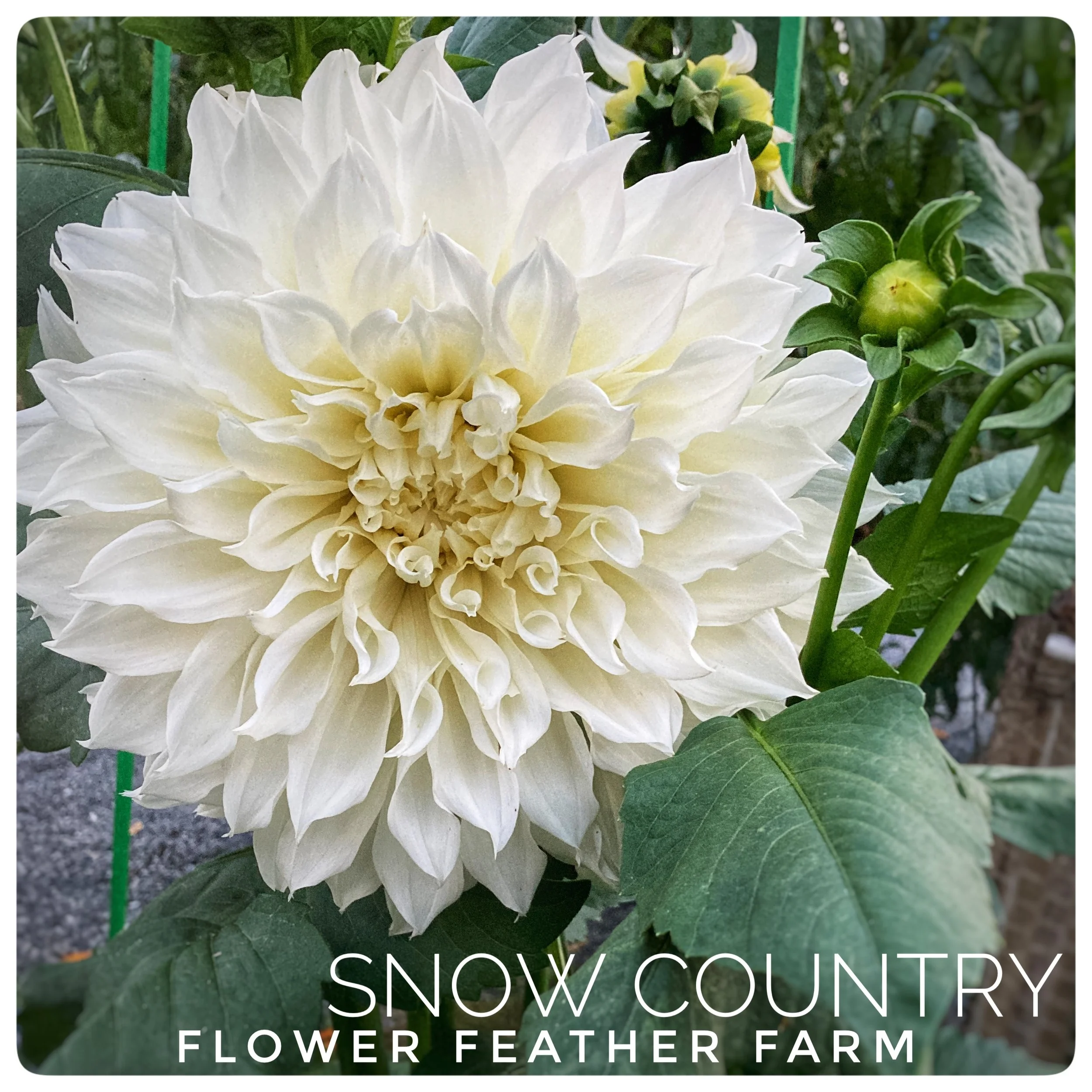 Snow Country Dahlia Tubers at Flower Feather Farm, Specialty Chicks and