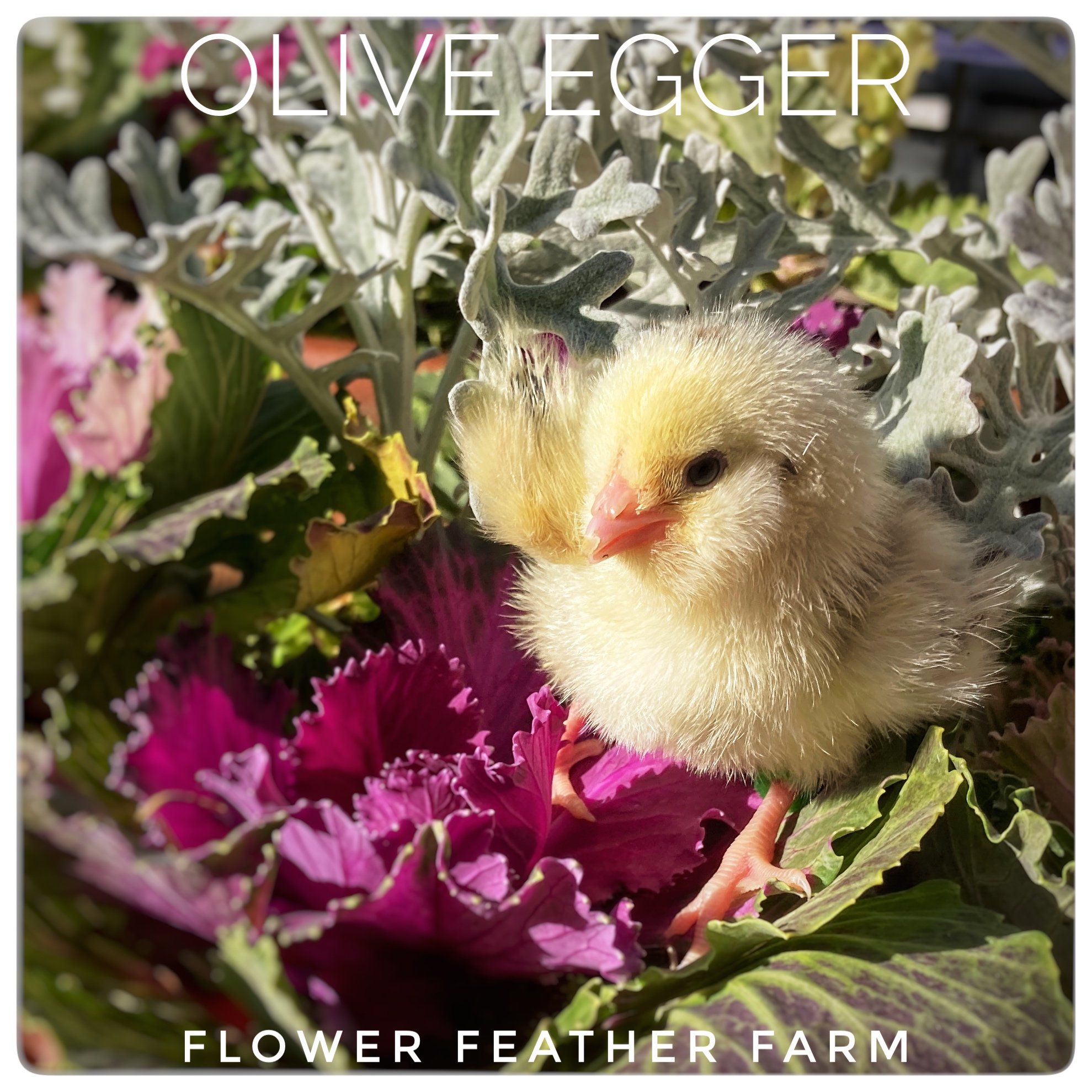 Olive Egger. Chick