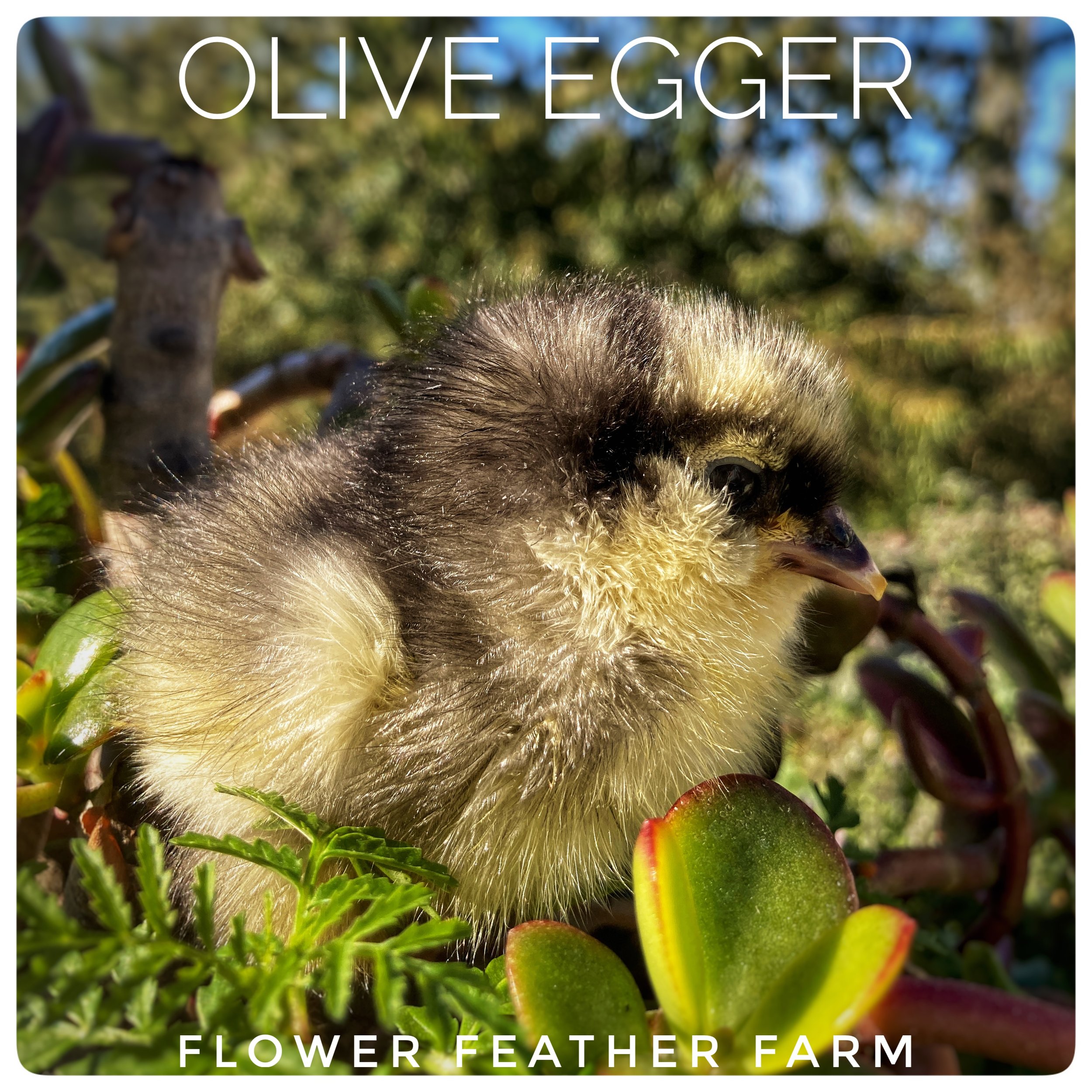 Olive Egger. Chick