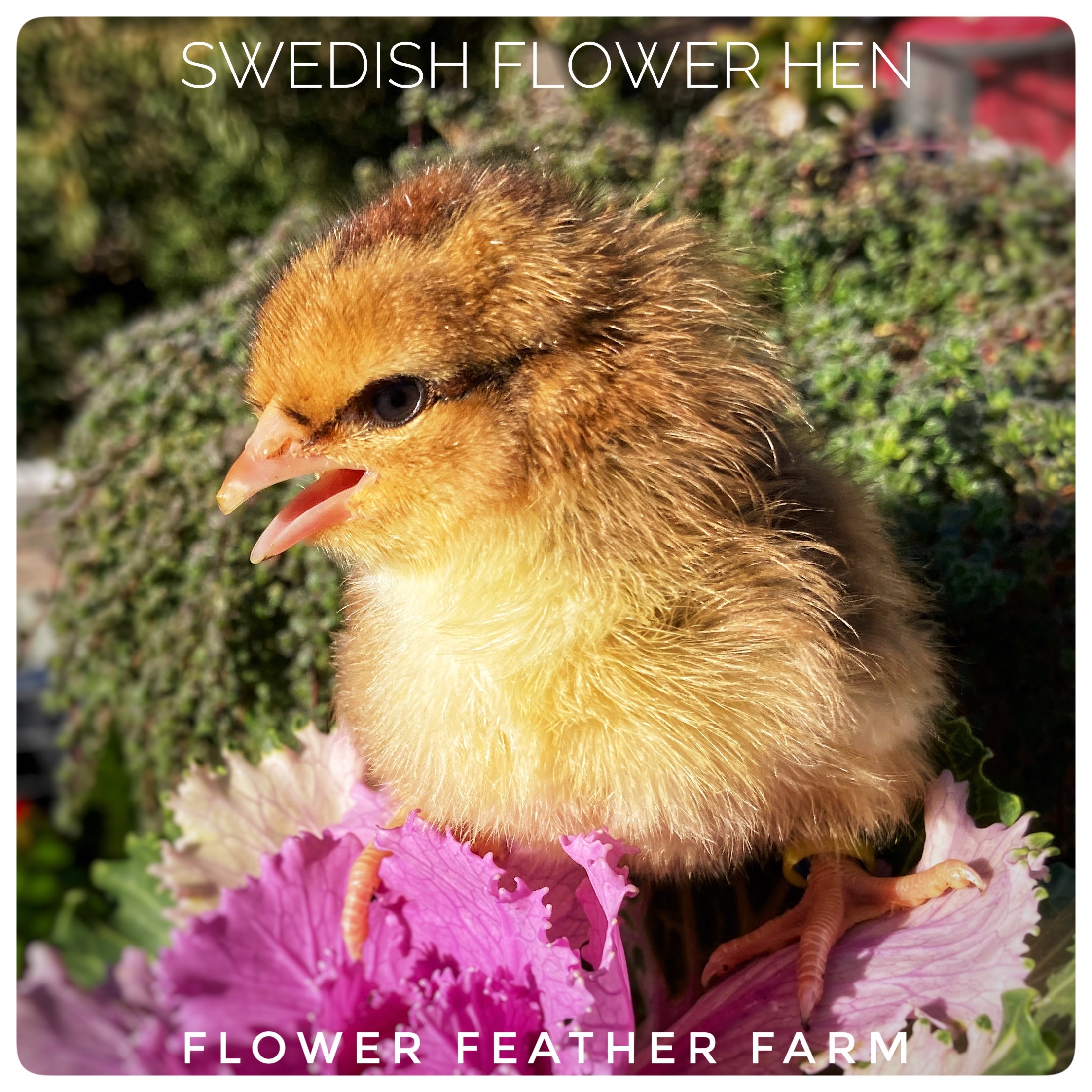 Wild Feather Farm Floral Chicken Egg Carton Stamp