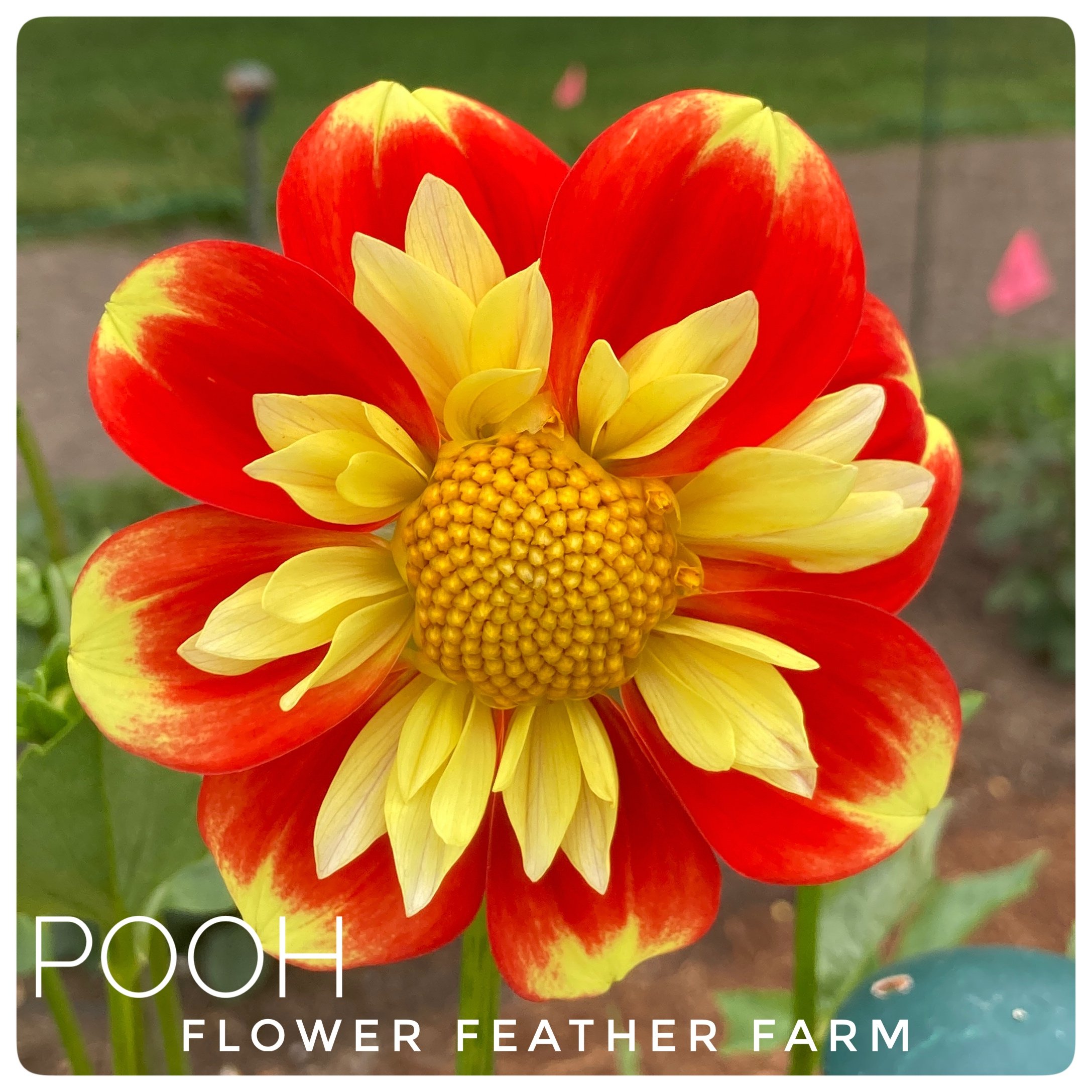 Pooh Dahlias at Flower Feather Farm, Specialty Chicks and Dahlia Tubers, a Washington State Dahlia farm -- dahlia grower near me