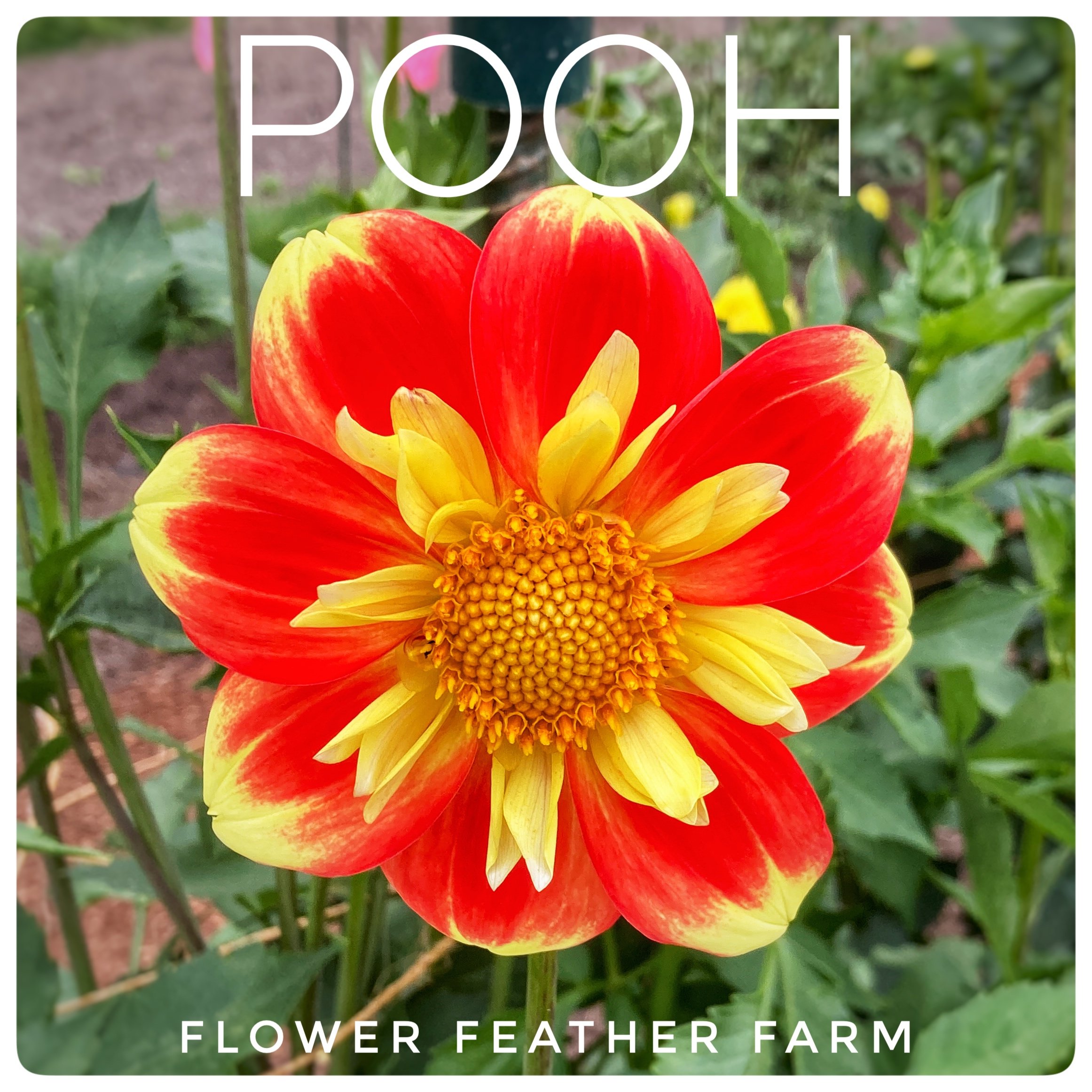 Pooh Dahlias at Flower Feather Farm, Specialty Chicks and Dahlia Tubers, a Washington State Dahlia farm -- dahlia grower near me