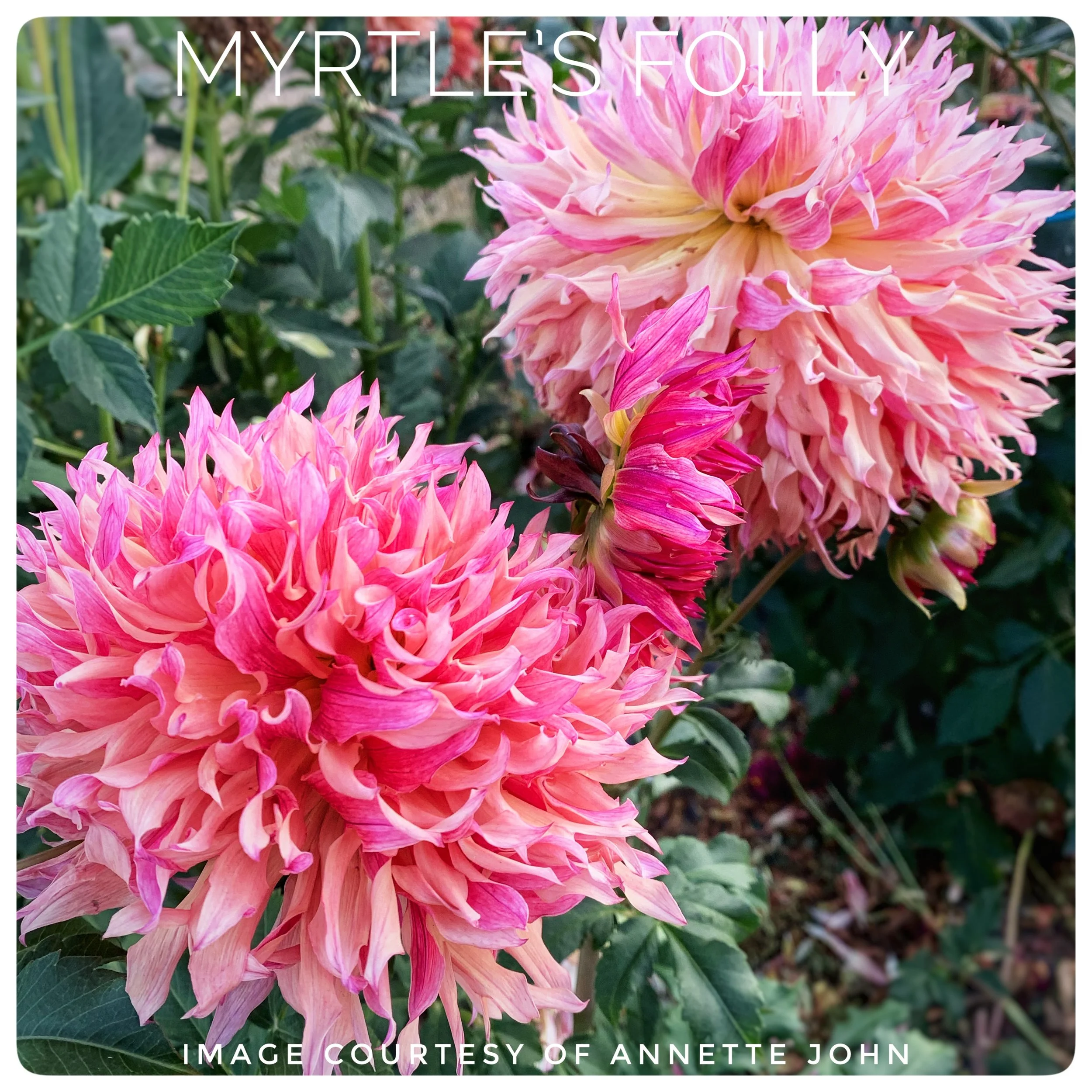 Myrtle's Folly Dahlia Tubers at Flower Feather Farm, Specialty Chicks