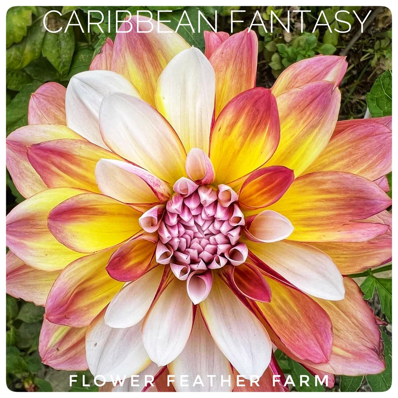 Caribbean Fantasy Dahlias at Flower Feather Farm, Specialty Chicks and Dahlia Tubers, a Washington State Dahlia farm -- dahlias near me, dahlia grower near me