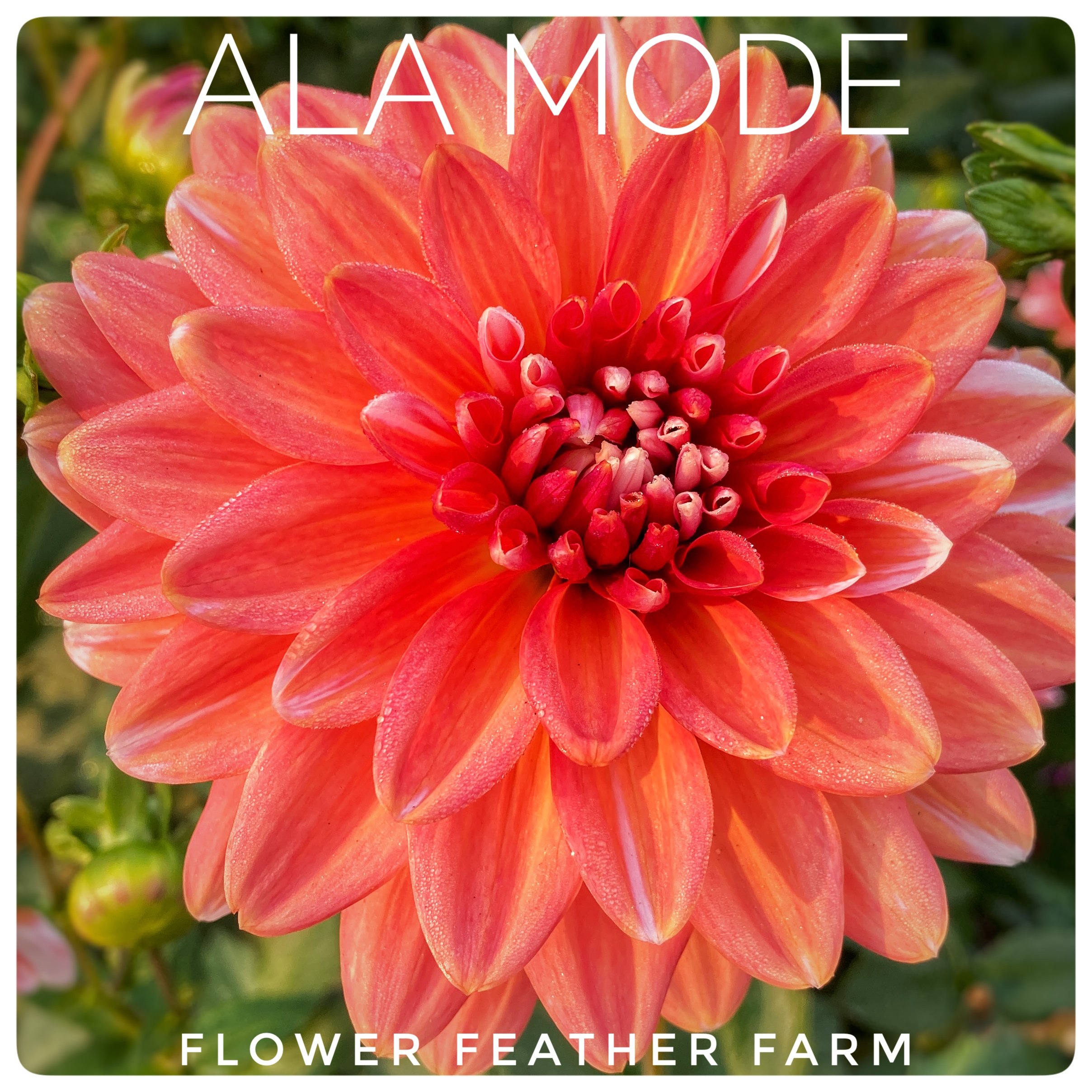 Ala Mode Dahlia Tubers at Flower Feather Farm, Specialty Chicks and Dahlia Tubers, Washington State Dahlia Farm, Dahlia grower near me, dahlias near me, dahlia farm near me
