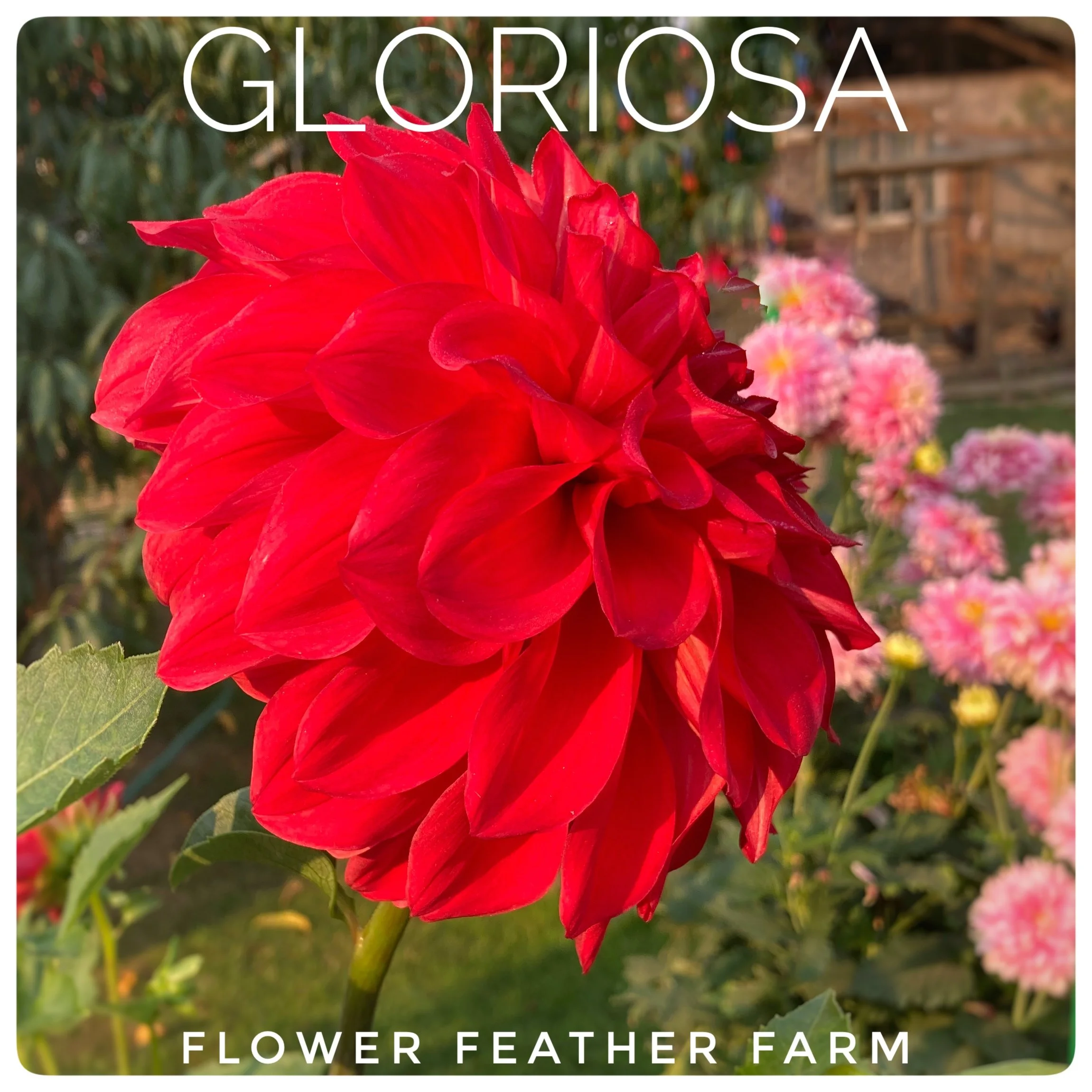 Gloriosa Dahlias at Flower Feather Farm, Specialty Chicks and Dahlia