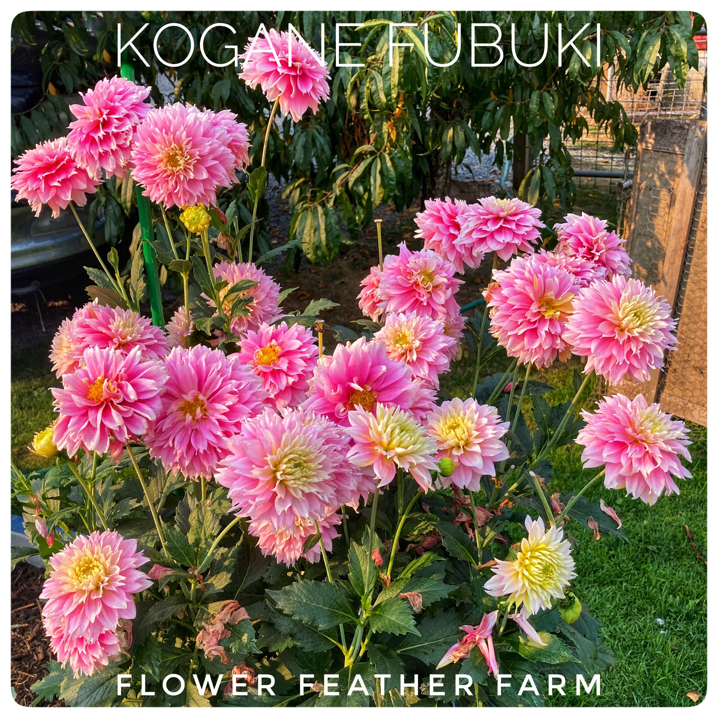 Kogane Fubuki Dahlias at Flower Feather Farm, chicks & dahlias, a Washington State Dahlia farm -- dahlia grower near me, dahlia farm near me, dahlias near me