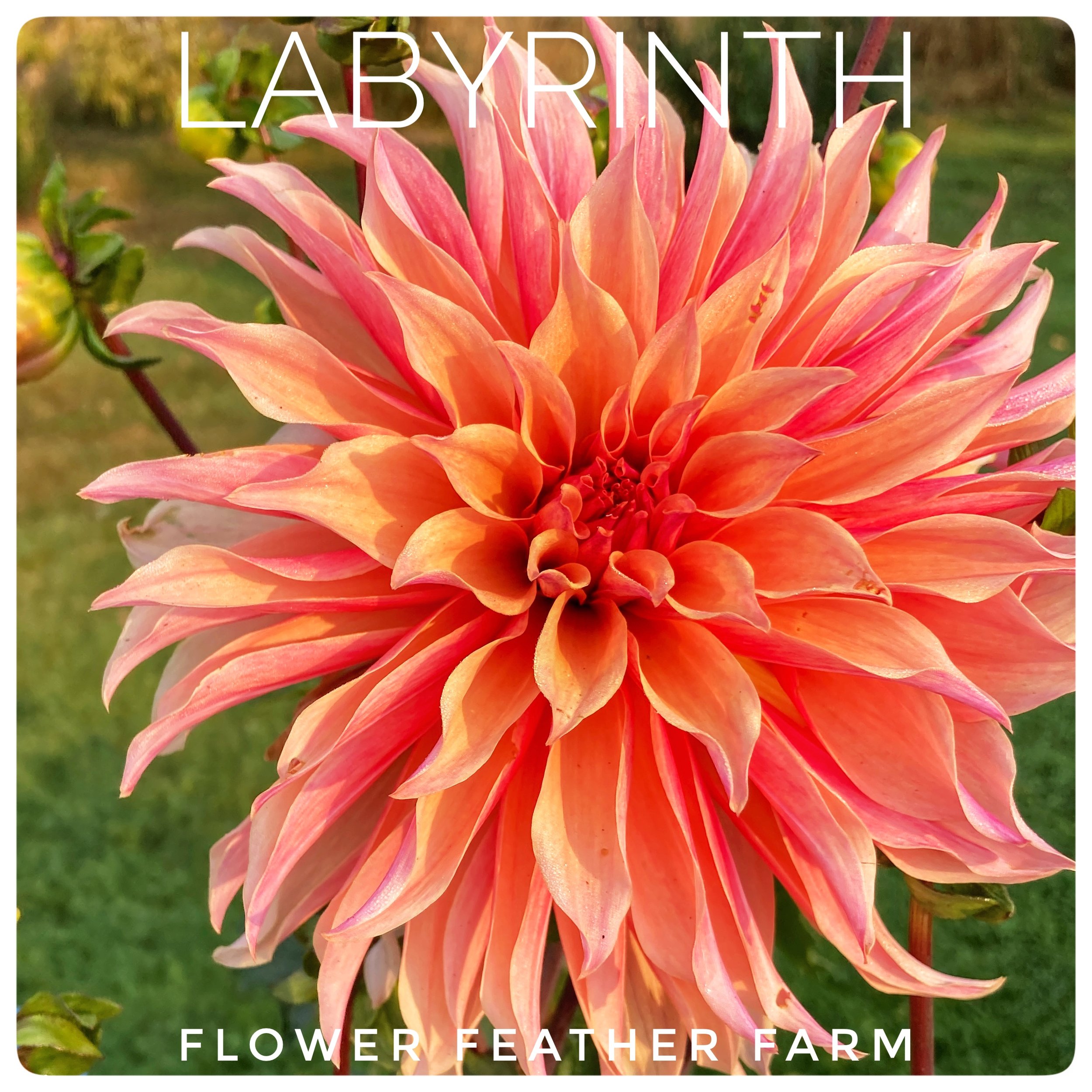 Labyrinth Dahlia at Flower Feather Farm, a dahlia farm