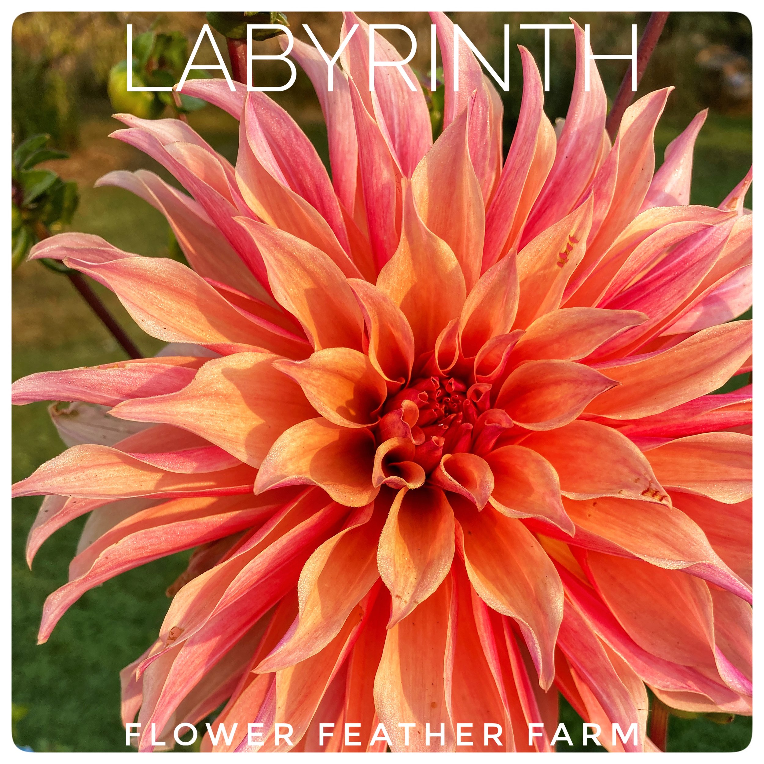 Labyrinth Dahlia at Flower Feather Farm, a dahlia farm