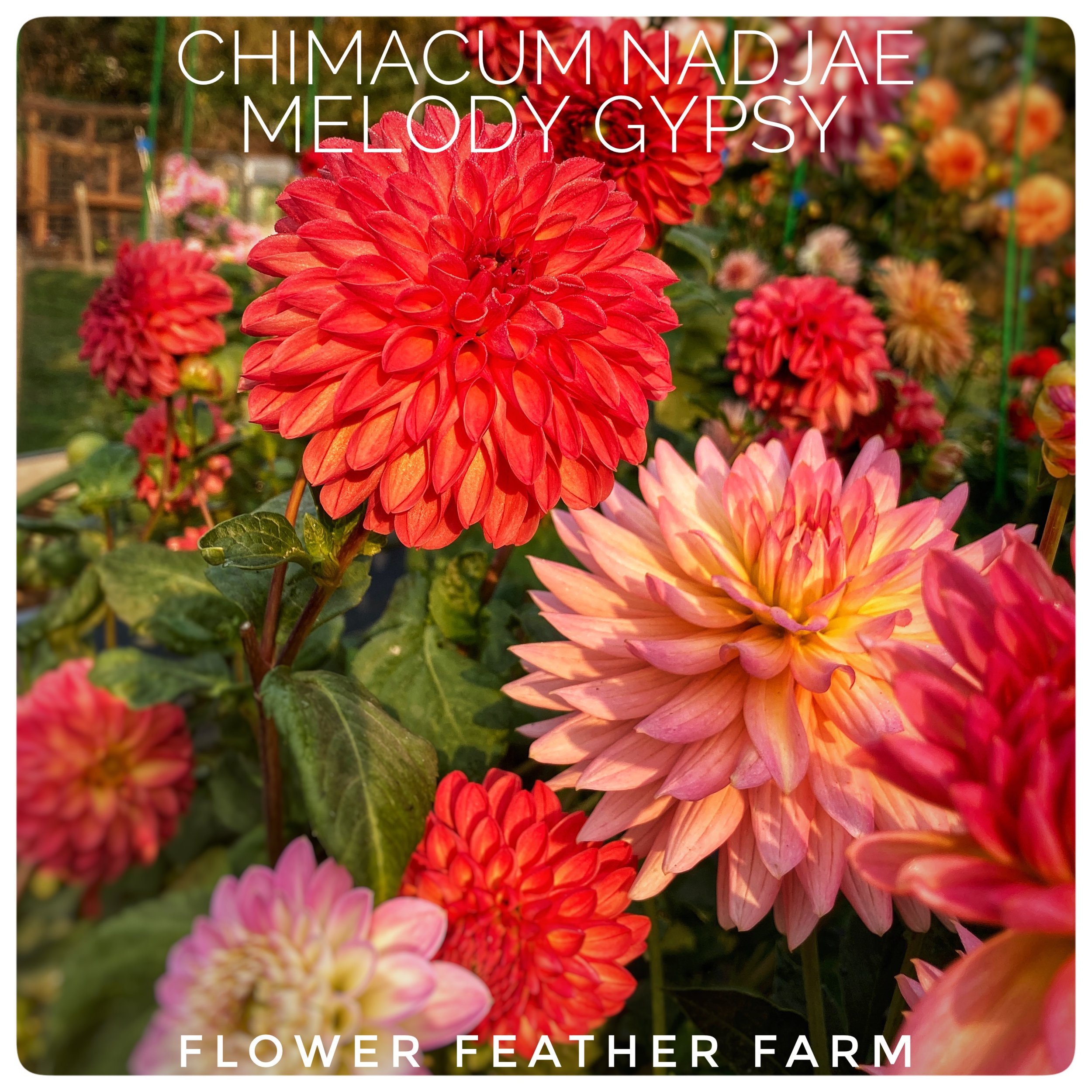 Melody Gypsy Dahlias at Flower Feather Farm, Specialty Chicks and Dahlia Tubers, a Washington State Dahlia farm -- dahlia grower near me