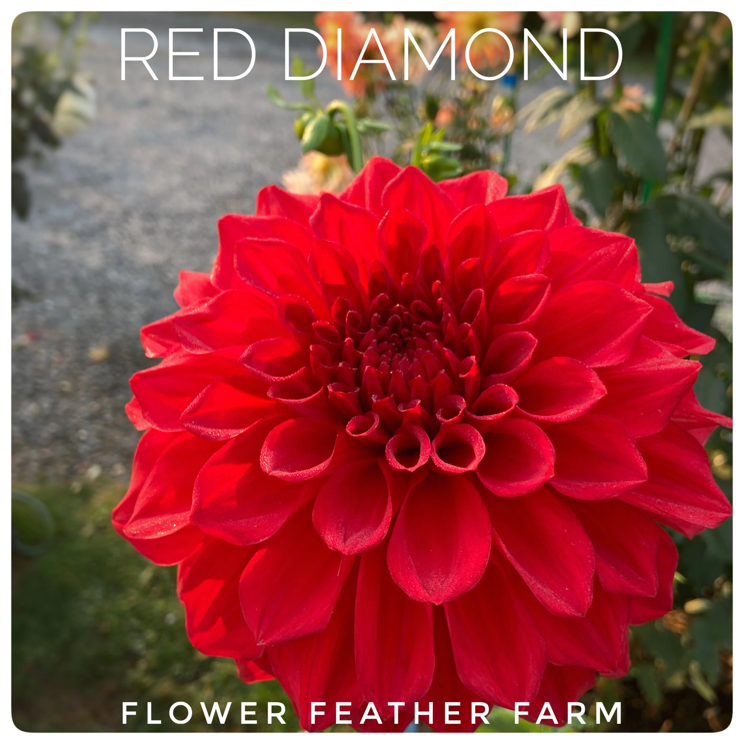Red Diamond Dahlia Tubers at Flower Feather Farm, Specialty Chicks and