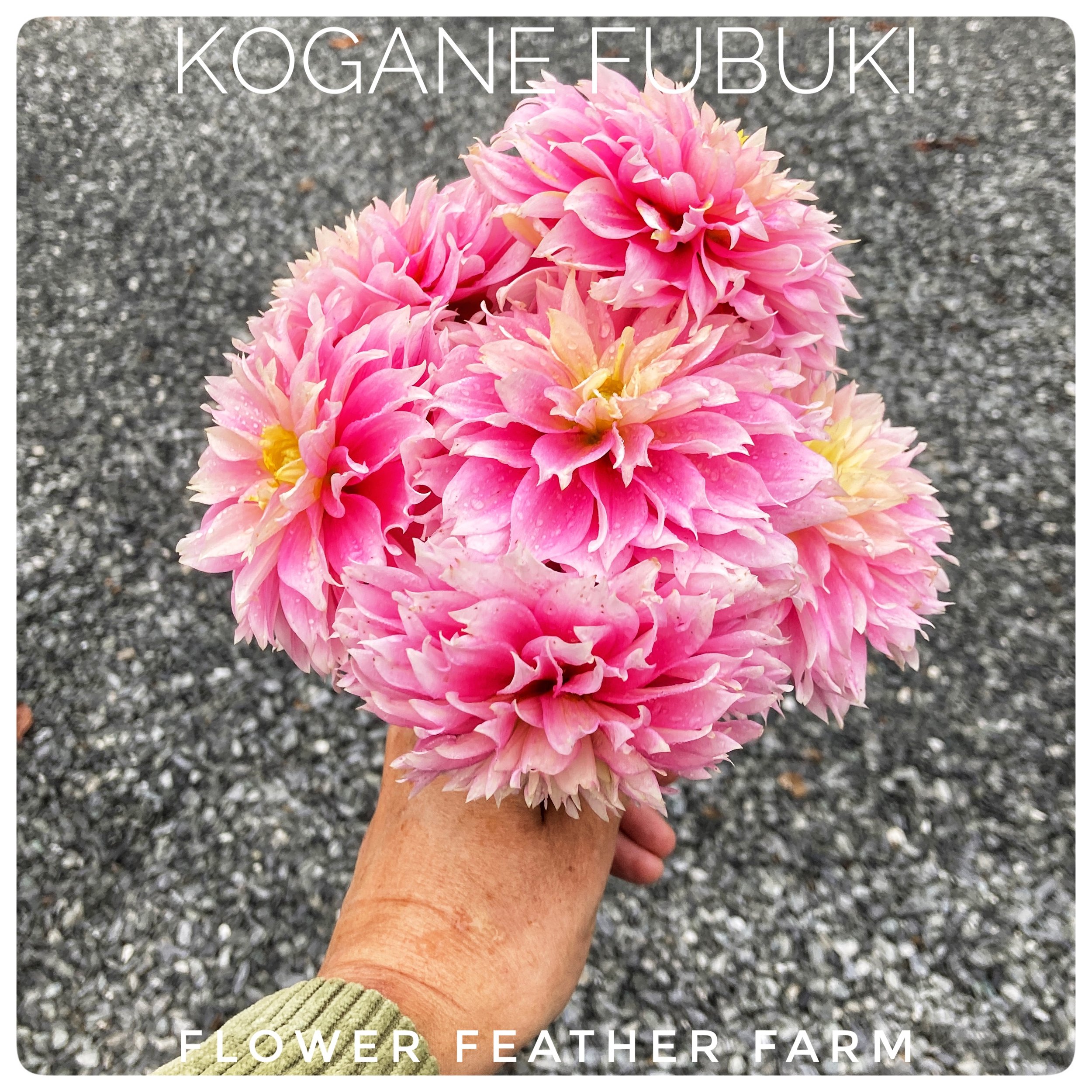 Kogane Fubuki Dahlias at Flower Feather Farm, chicks & dahlias, a Washington State Dahlia farm -- dahlia grower near me, dahlia farm near me, dahlias near me