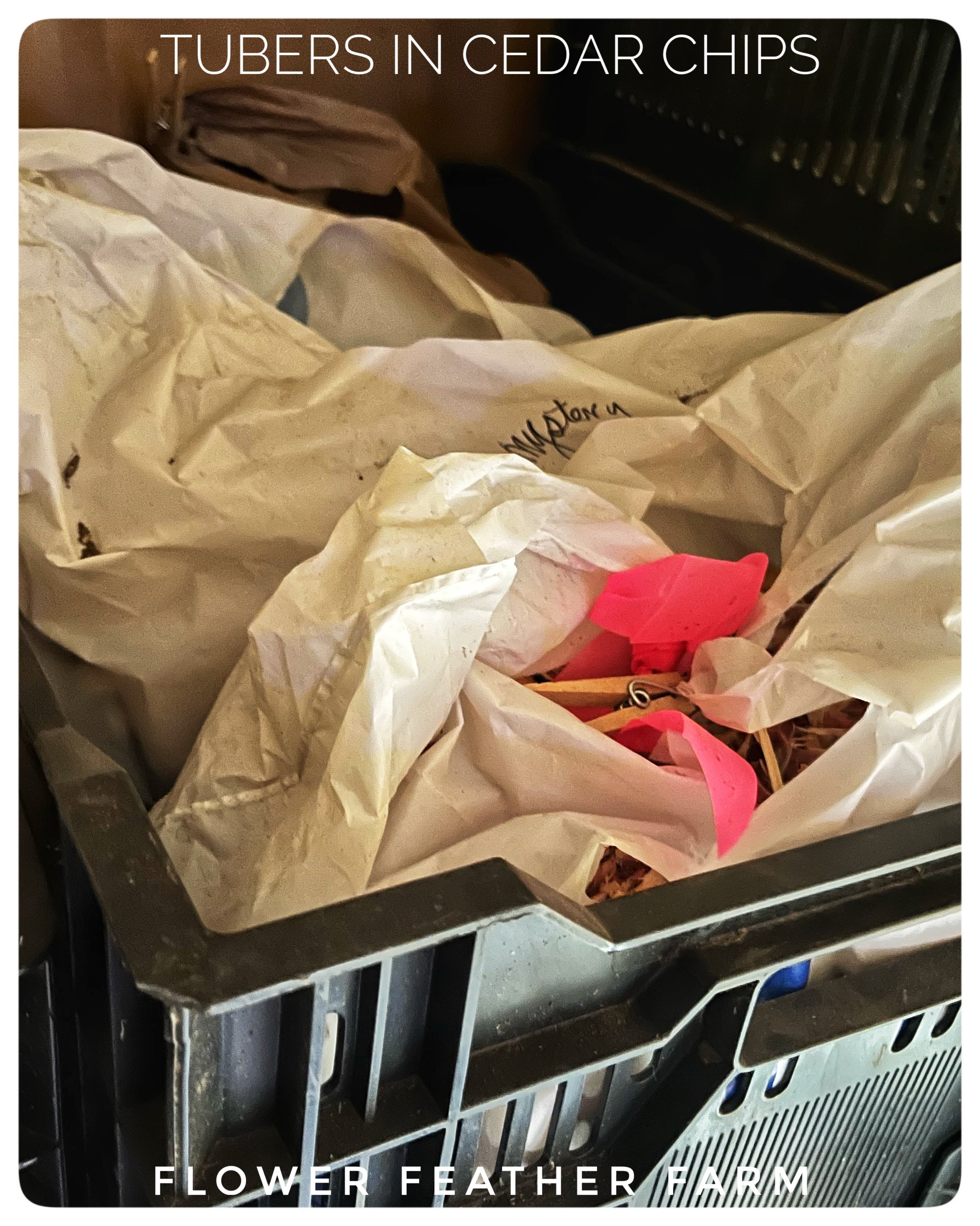 Tips and Tools on Overwintering Dahlia Tubers in Storage