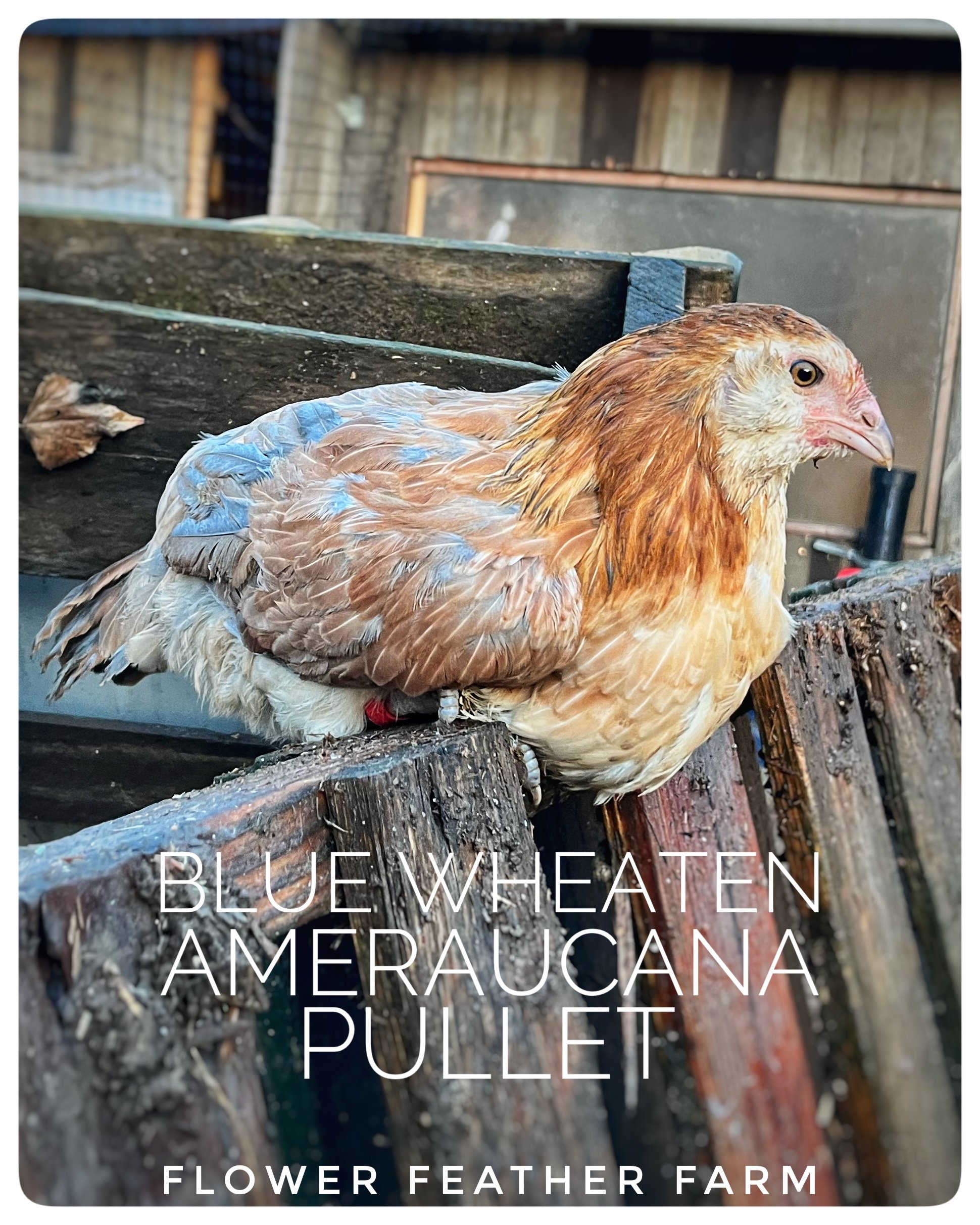 Wheaten Ameraucana at Flower Feather Farm, chicks &amp; dahlias, a chick hatchery near me