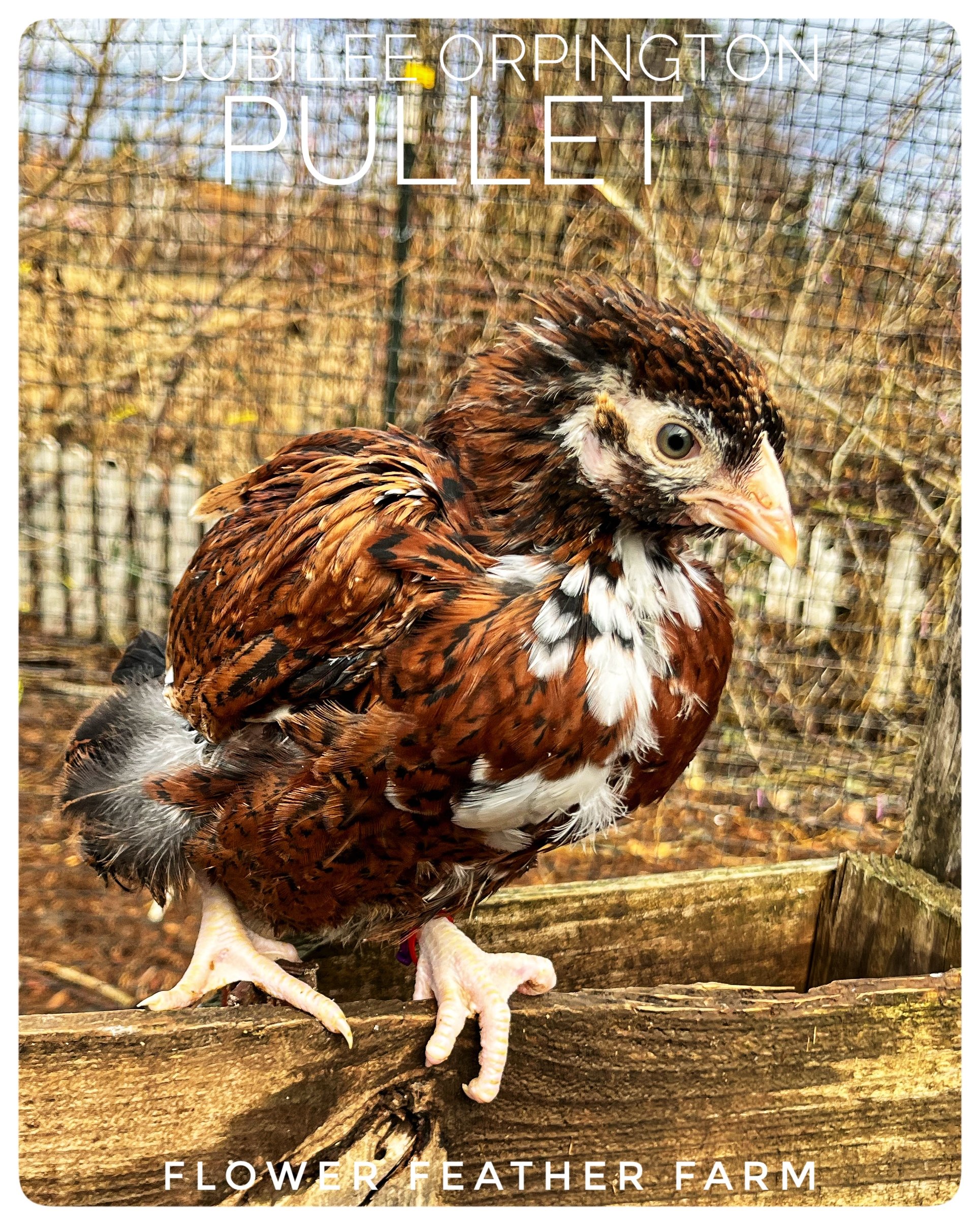 Jubilee Orpington Pullet at Flower Feather Farm, chicks &amp; dahlias, a chick hatchery near me