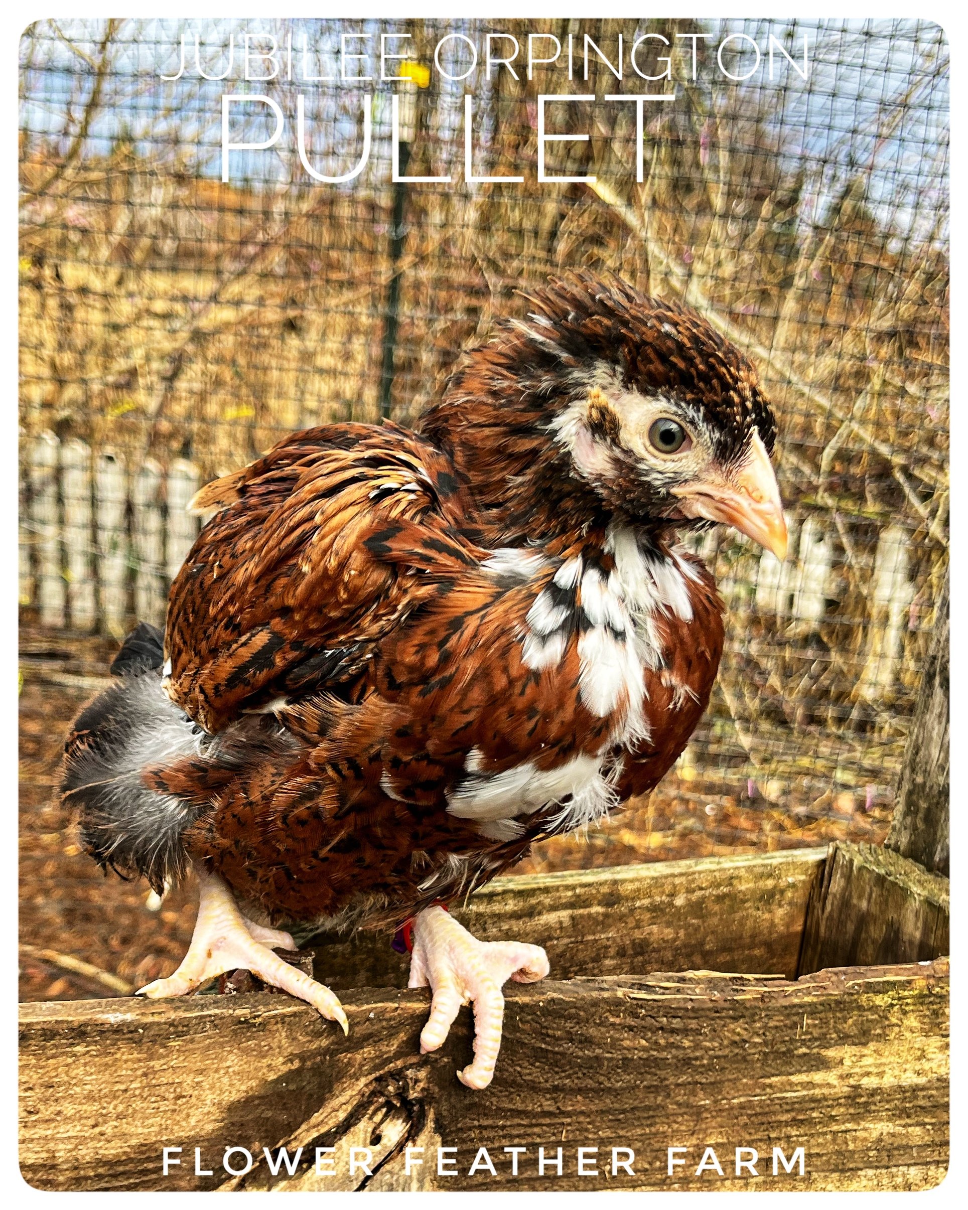 Jubilee Orpington Pullet